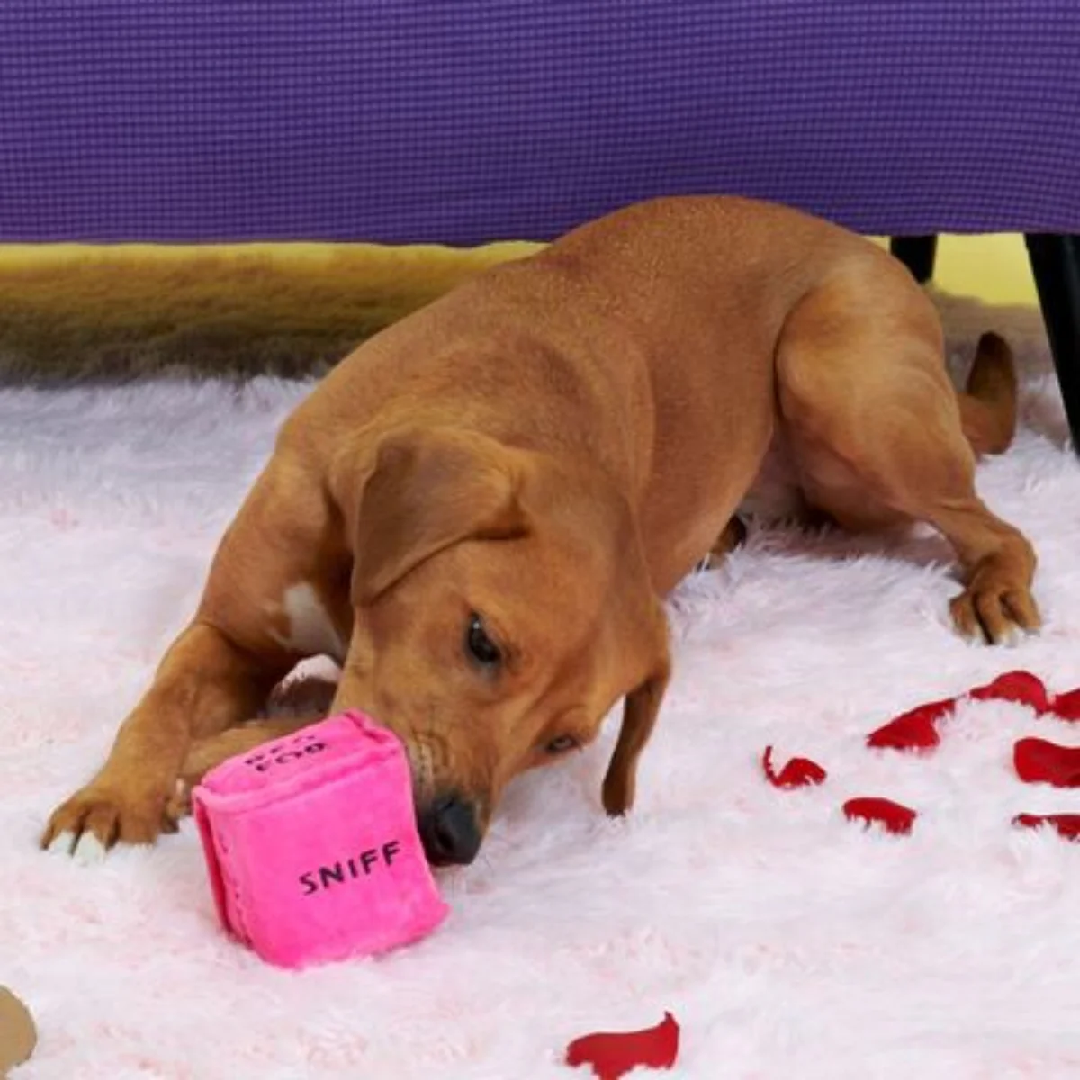 Gnawty Dog Dice Plush Multi-Part Dog Toy - Image 4