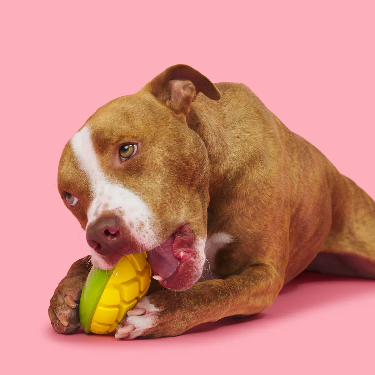 Go Mango Super Chewer Durable Enrichment Dog Toy - Image 3