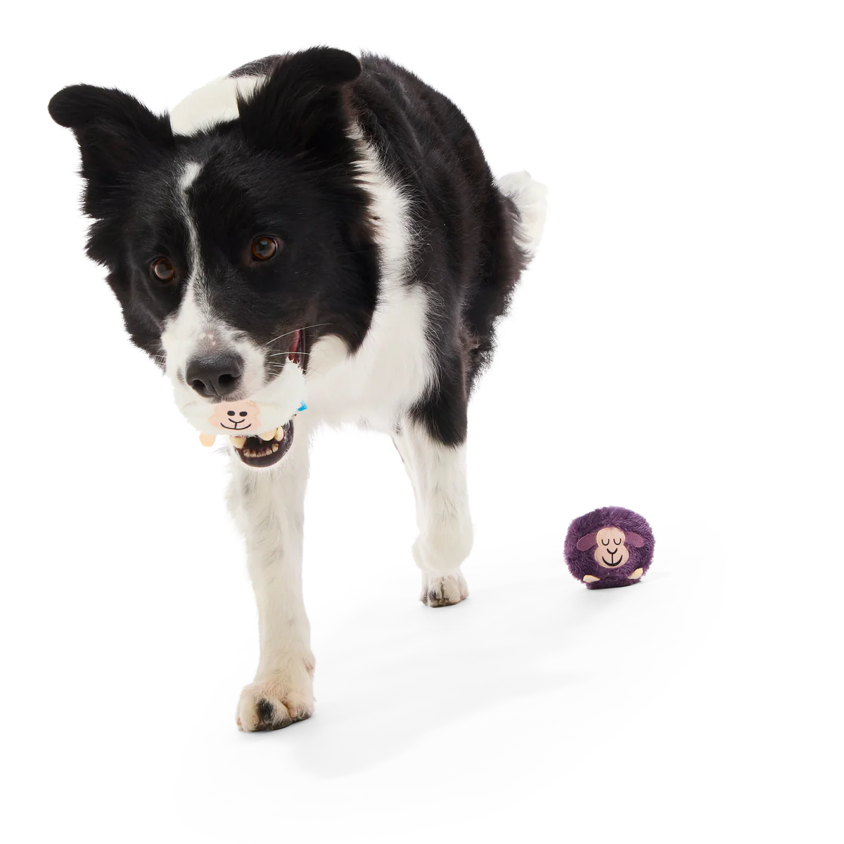 Good Sheep, Baa Sheep Plush Multi-Part Fetch Dog Toy - Image 4