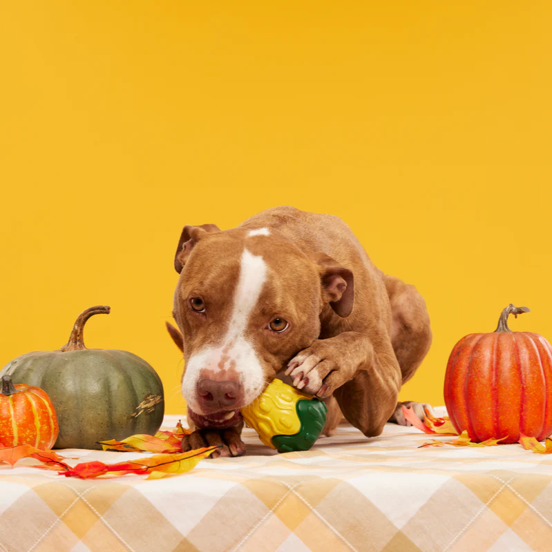 Good Gourd Gnaw Mighty Durable Super Chewer Dog Toy - Image 3
