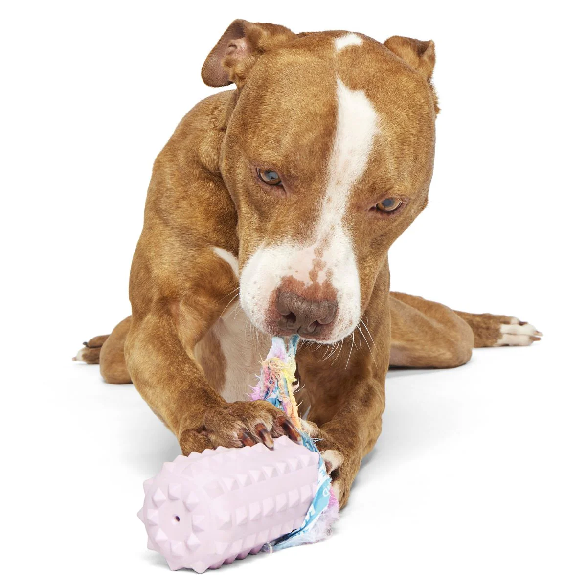 Grateful Ted Durable Super Chewer 2-in-1 Rip and Reveal + Fetch Dog Toy - Image 2