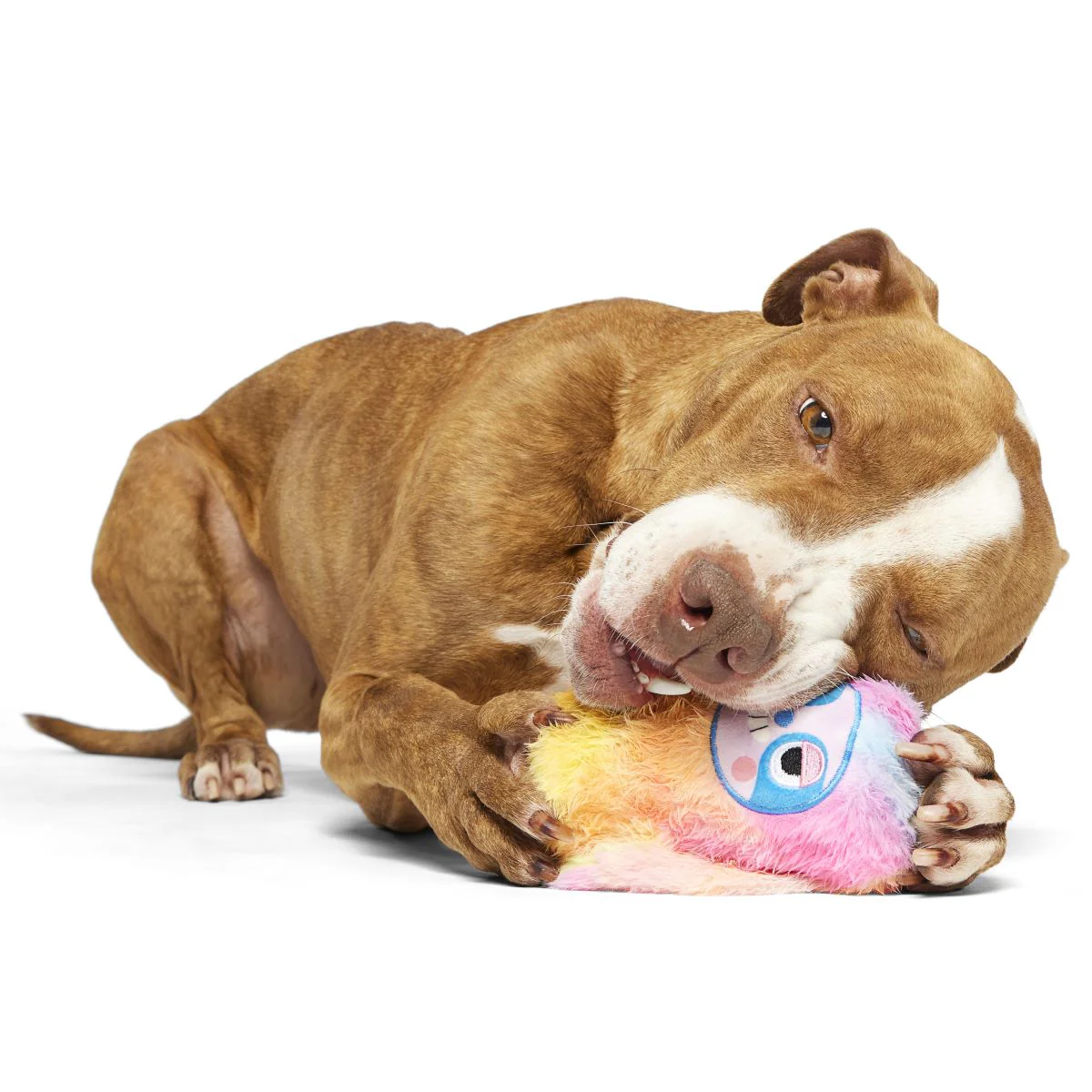 Grateful Ted Durable Super Chewer 2-in-1 Rip and Reveal + Fetch Dog Toy - Image 4