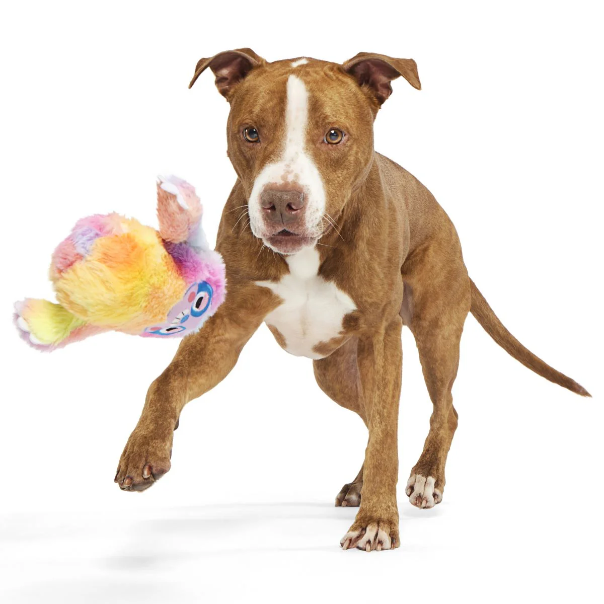 Grateful Ted Durable Super Chewer 2-in-1 Rip and Reveal + Fetch Dog Toy - Image 5