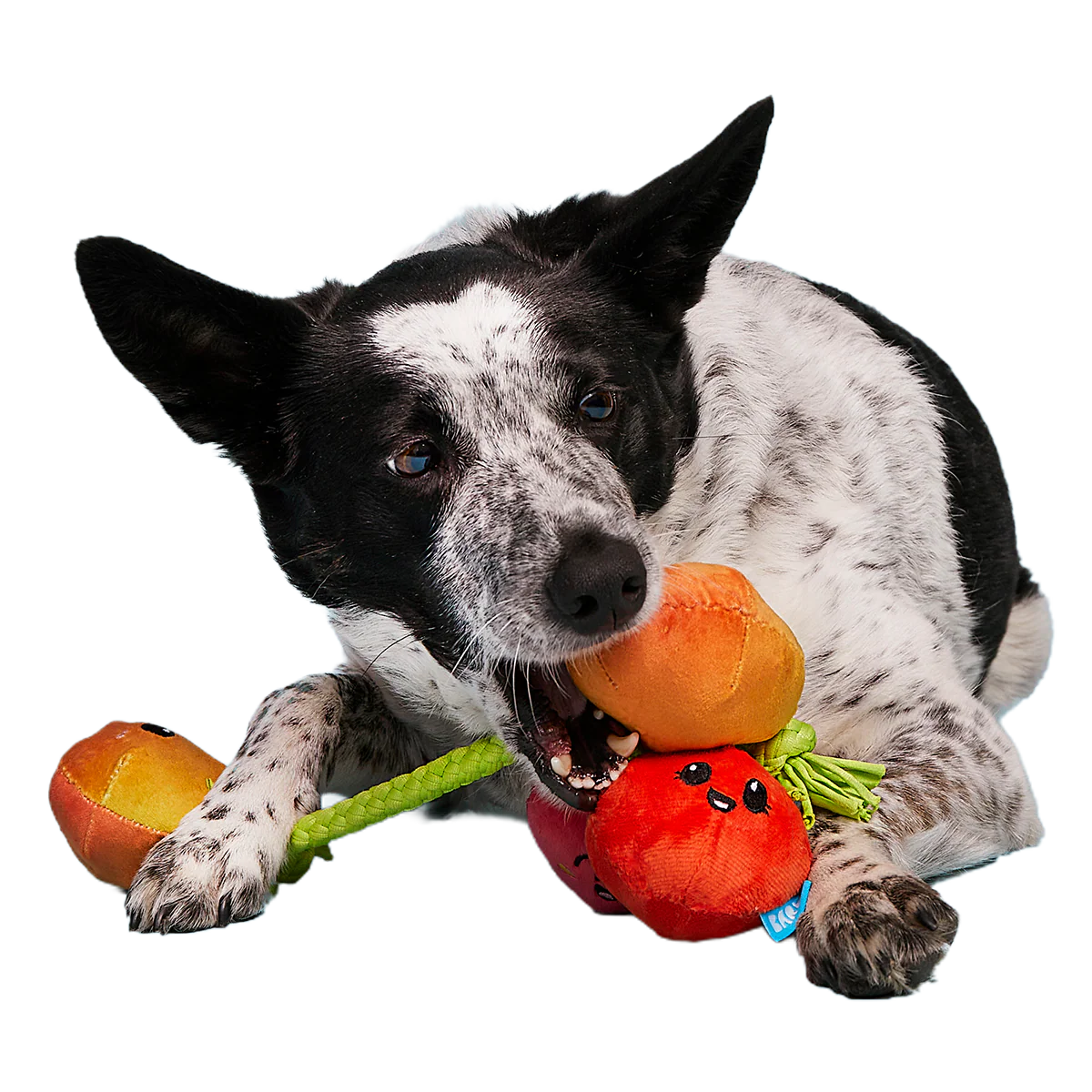 Hairloom Tomatoes Plush Tug Dog Toy - Image 4