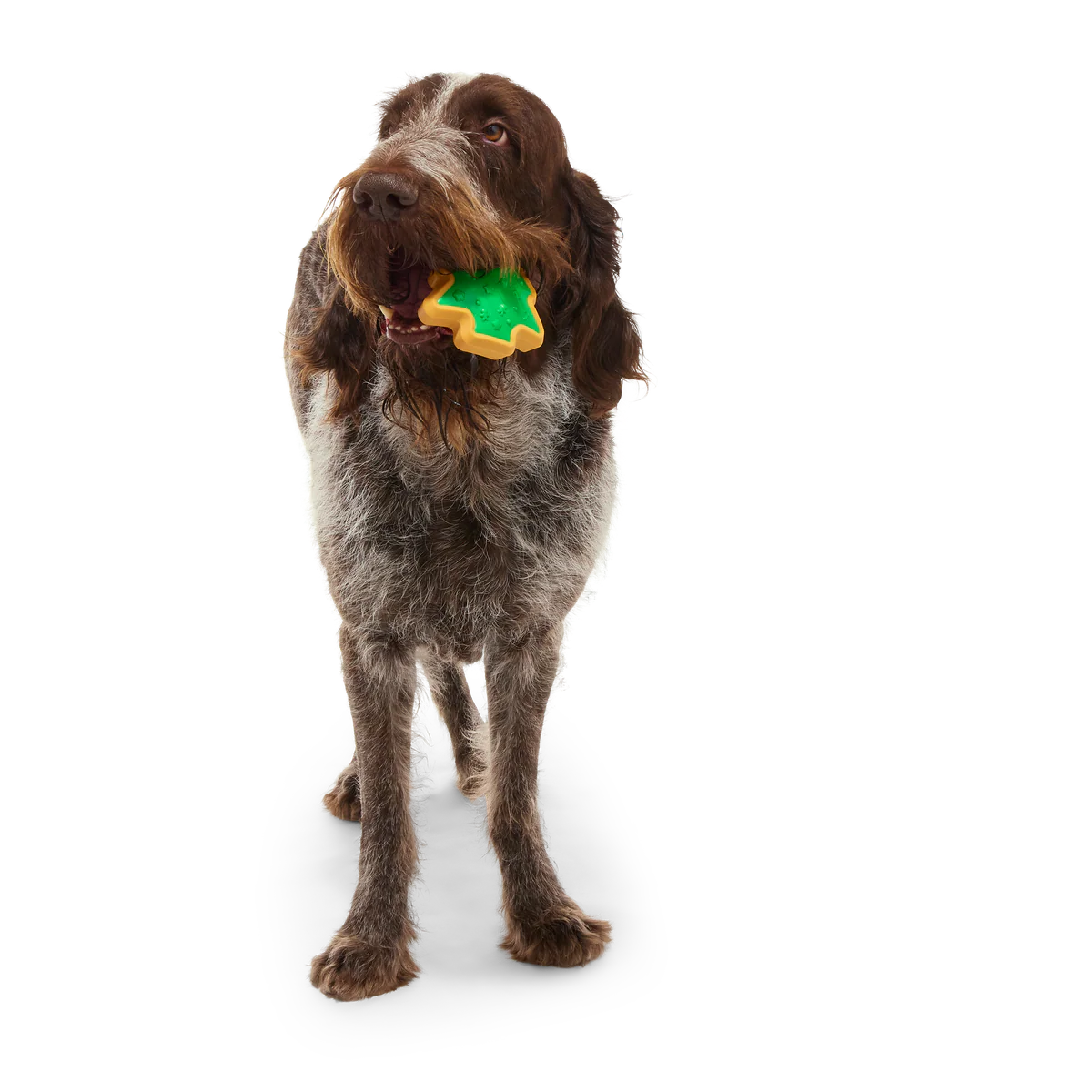 Hard-Baked Sugrrrr Cookie Super Chewer Durable Gnaw + Enrichment Dog Toy - Image 3