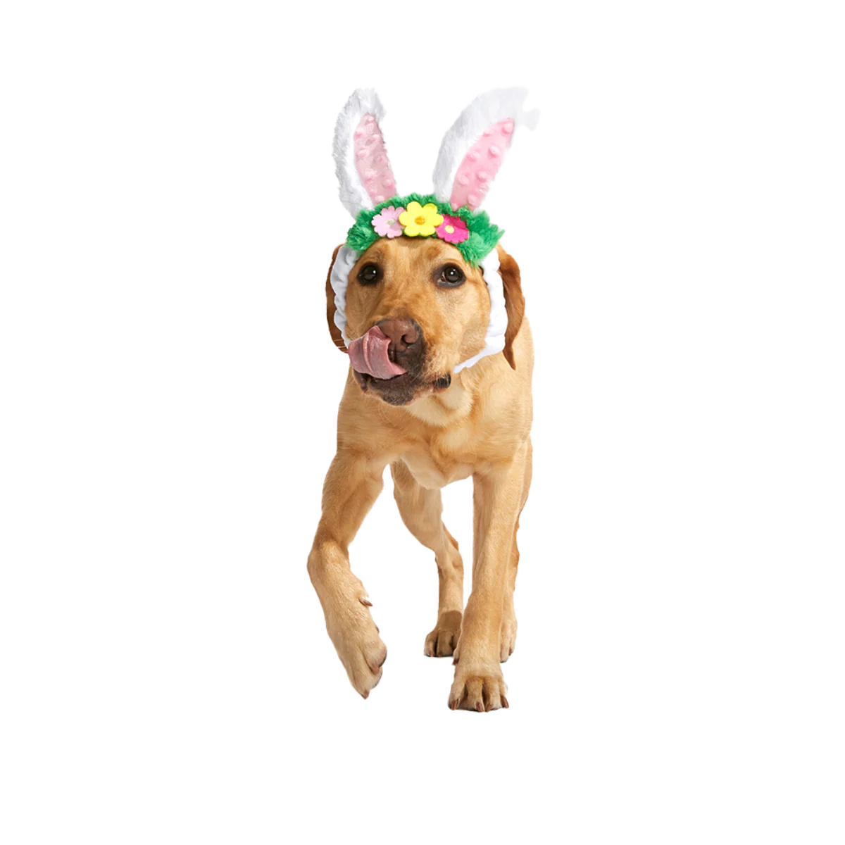 Hare Club Plush Wearable Dog Toy - Image 4