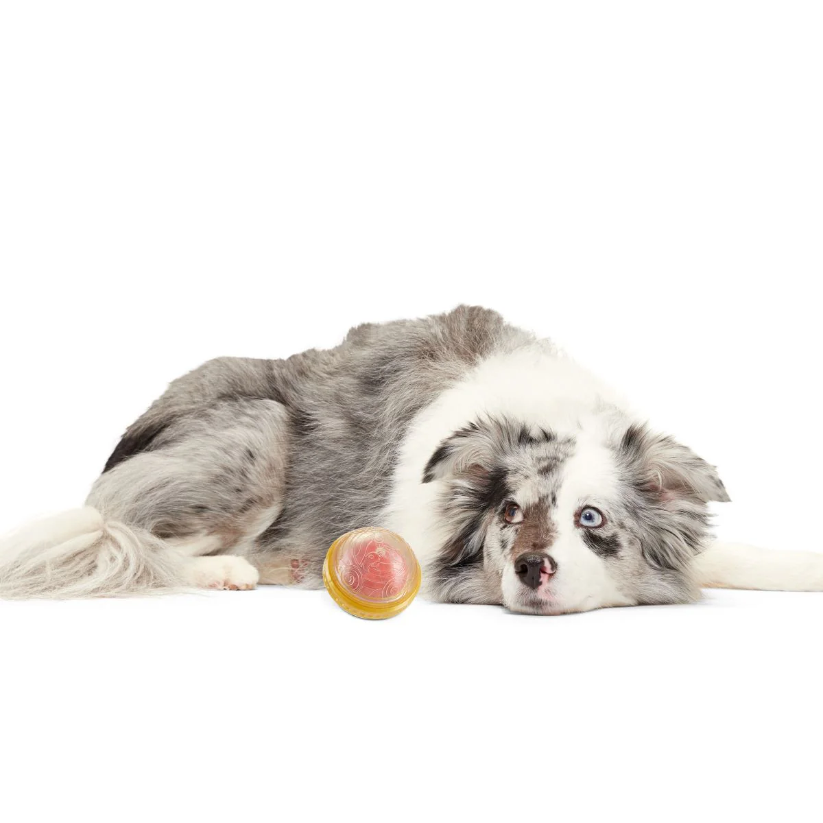 HARRY POTTER™ Super Chewer Durable Multi-Part + Fetch Dog Toy Bundle - Image 9