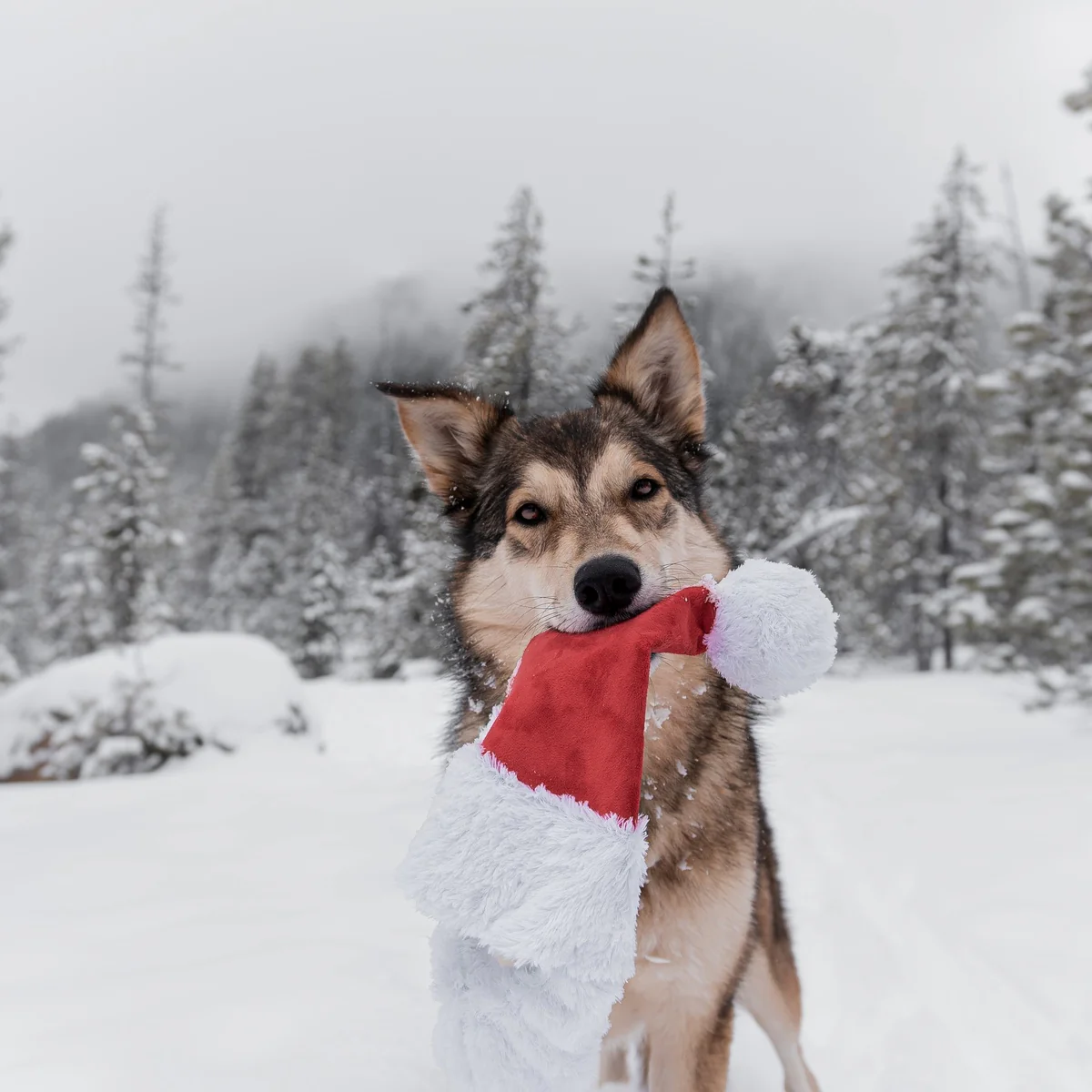 Here Comes Santa Paws Plush Wearable Tug Dog Toy - Image 2