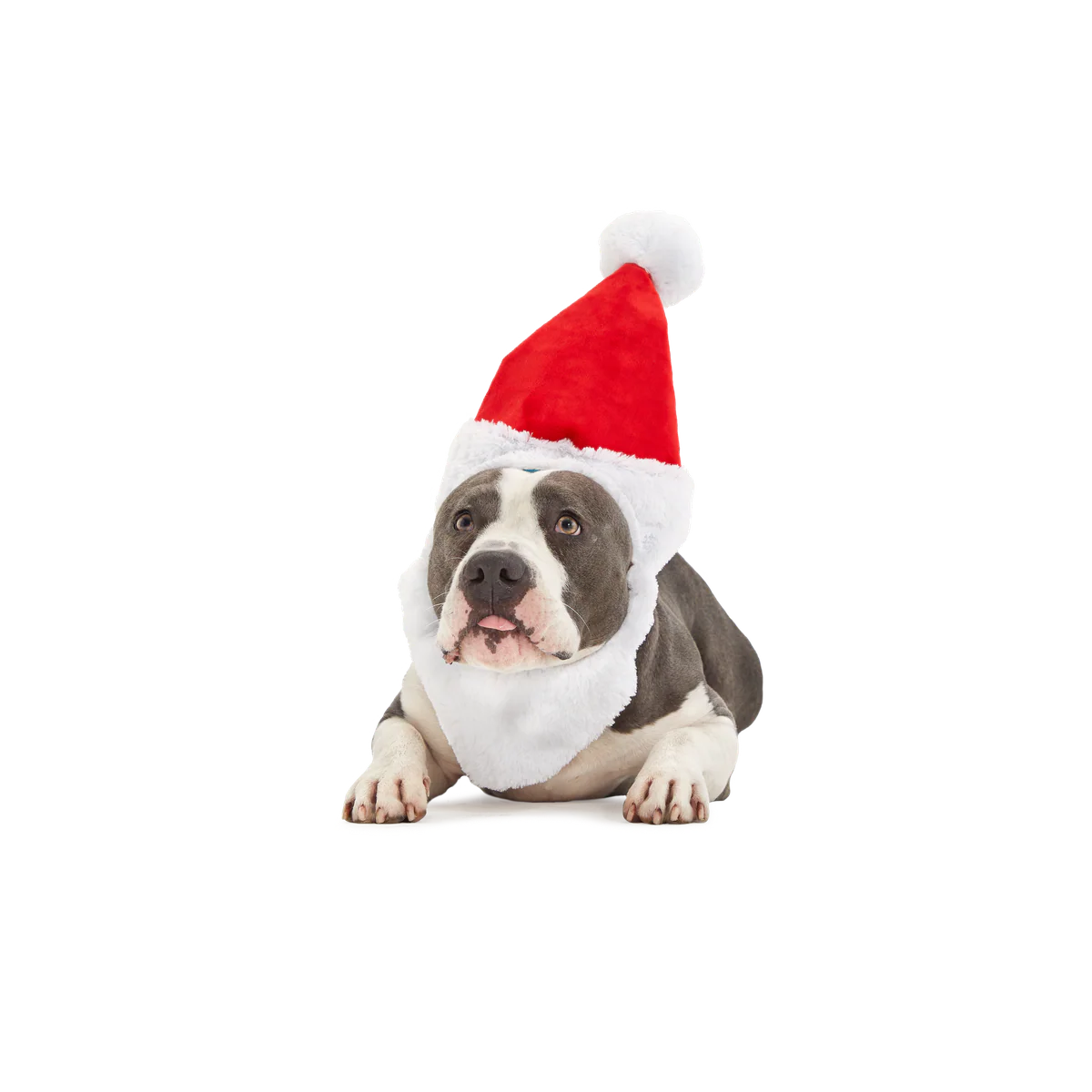 Here Comes Santa Paws Plush Wearable Tug Dog Toy - Image 3