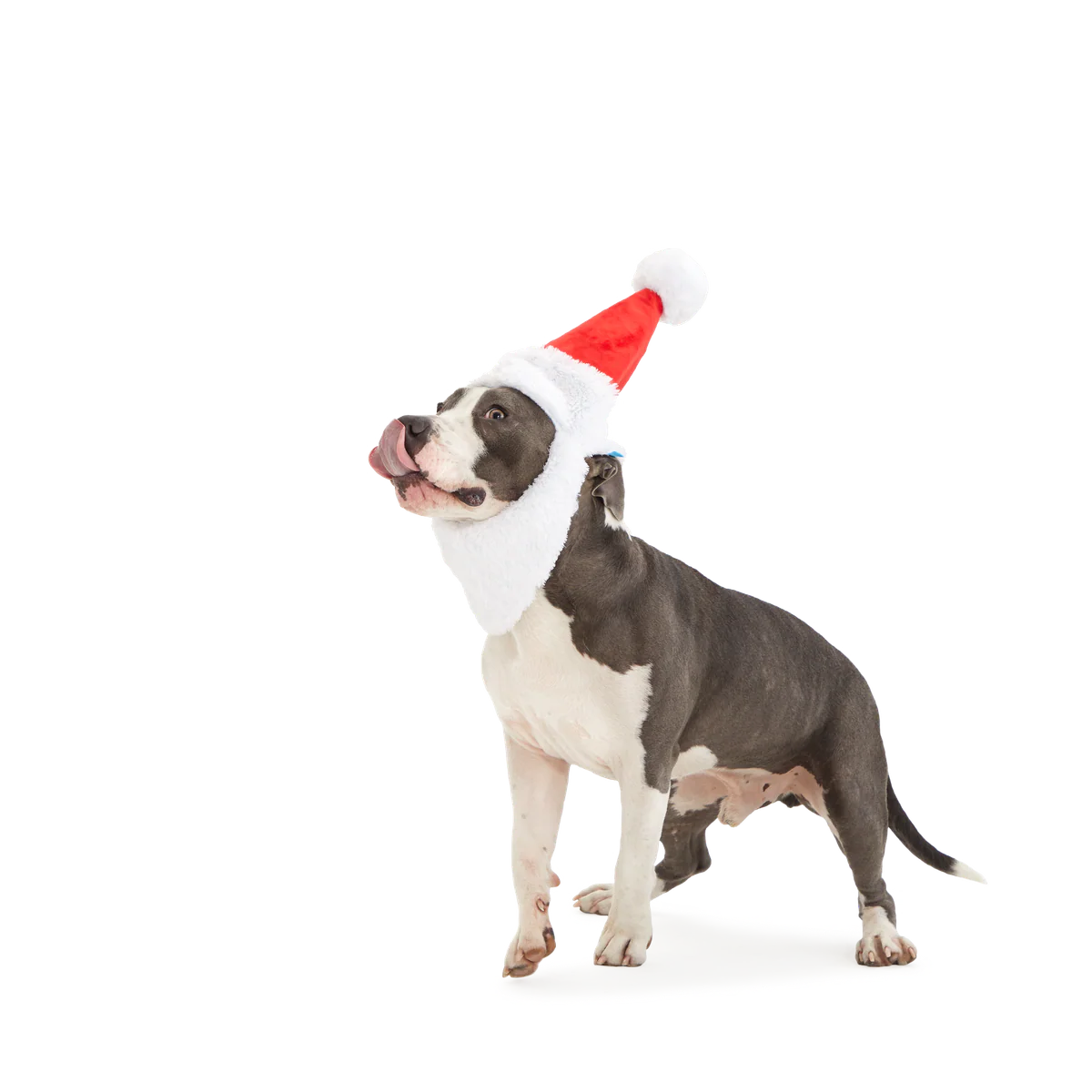 Here Comes Santa Paws Plush Wearable Tug Dog Toy - Image 7