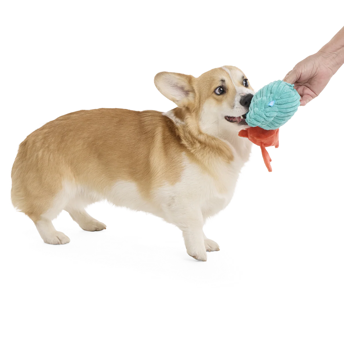Herman the Hermit Plush Tug Dog Toy - Image 3