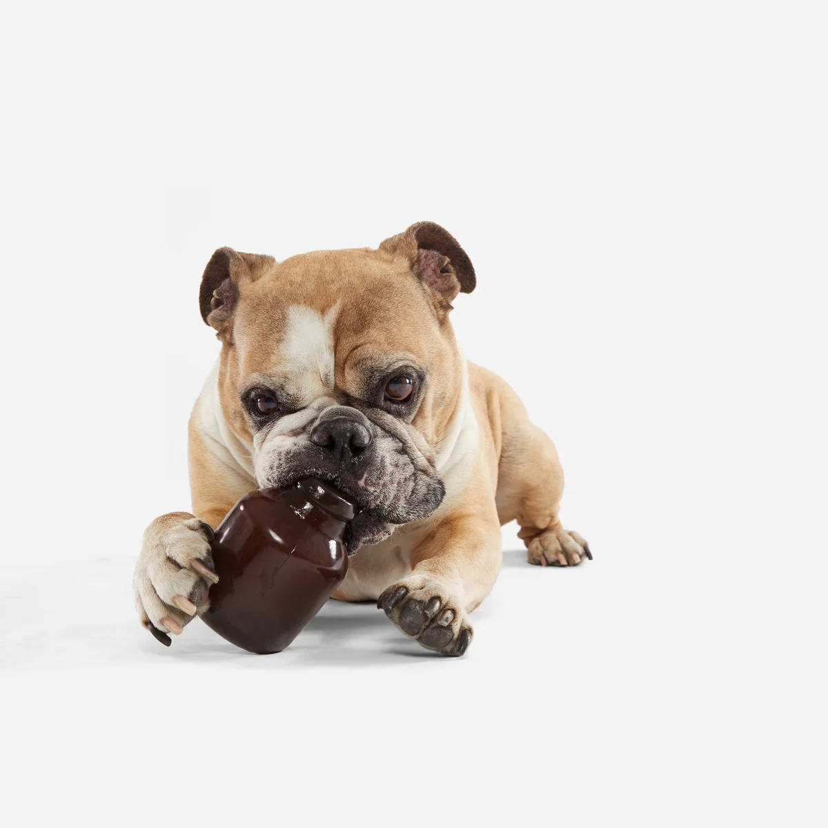 Howler Growler Super Chewer Durable Fetch Dog Toy - Image 2