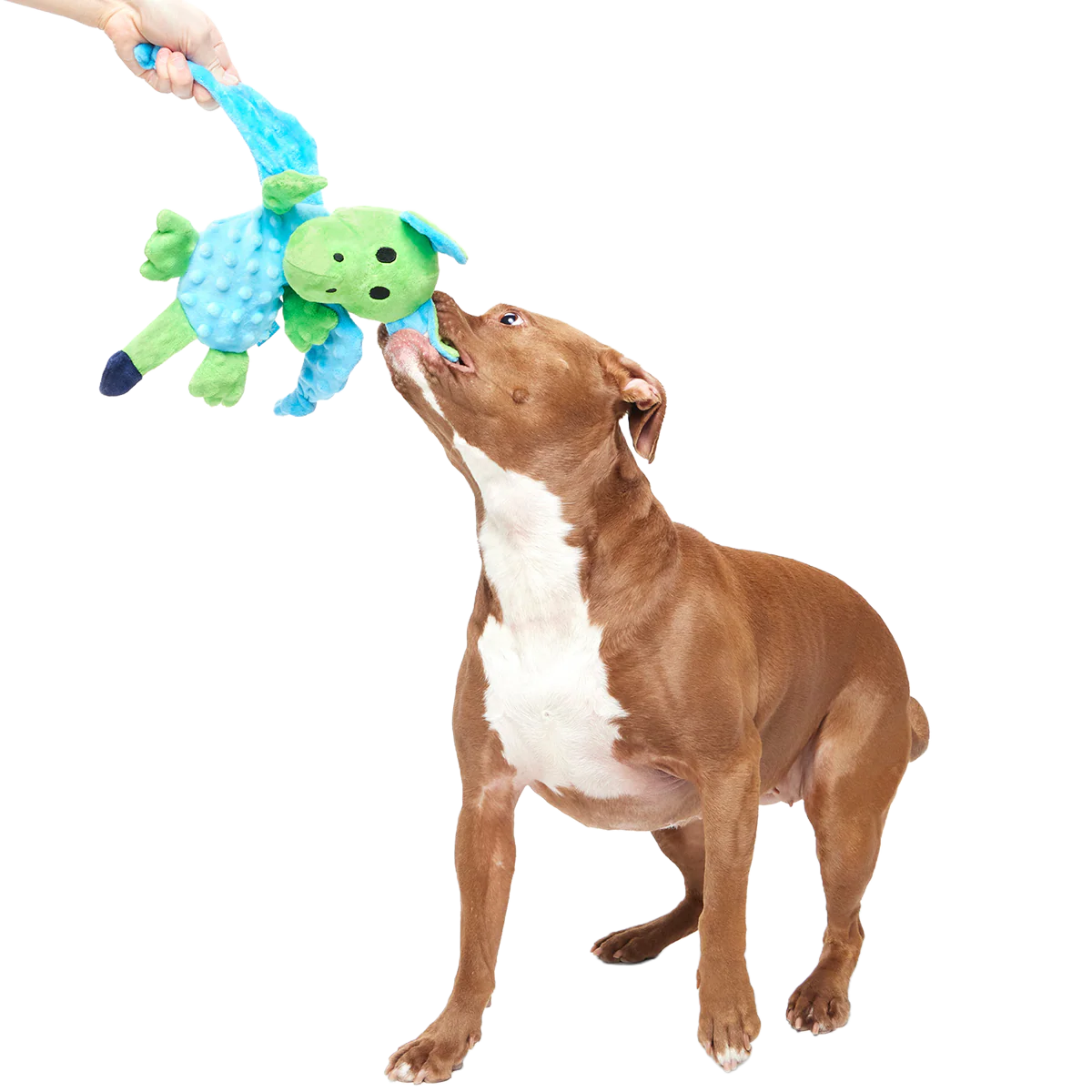 Humbert the Dragon Plush Tug Dog Toy - Image 2