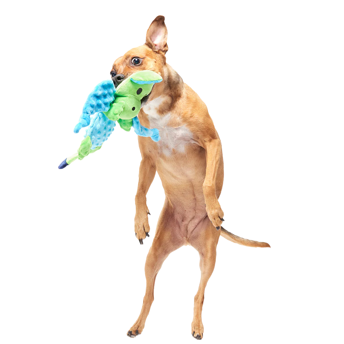 Humbert the Dragon Plush Tug Dog Toy - Image 3