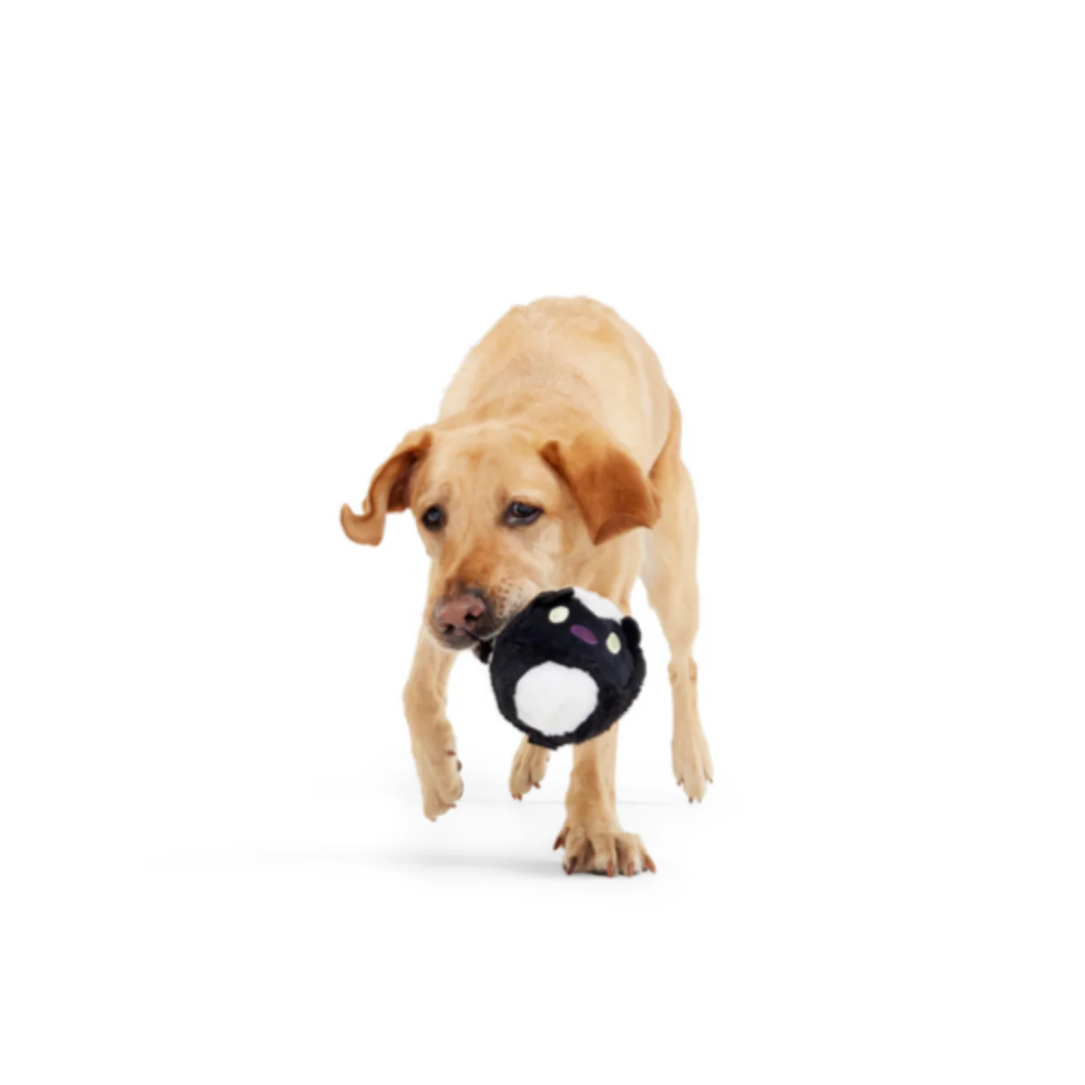 Hunky Skunky Durable Super Chewer 2-in-1 Rip and Reveal + Fetch Dog Toy - Image 6