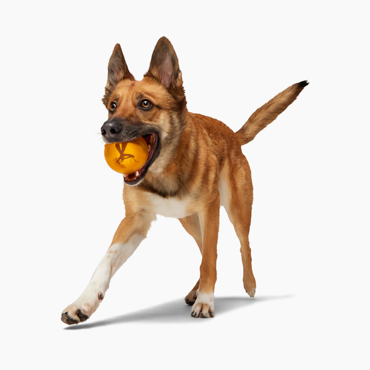 It's In My DNA Durable Super Chewer Fetch Dog Toy - Image 2