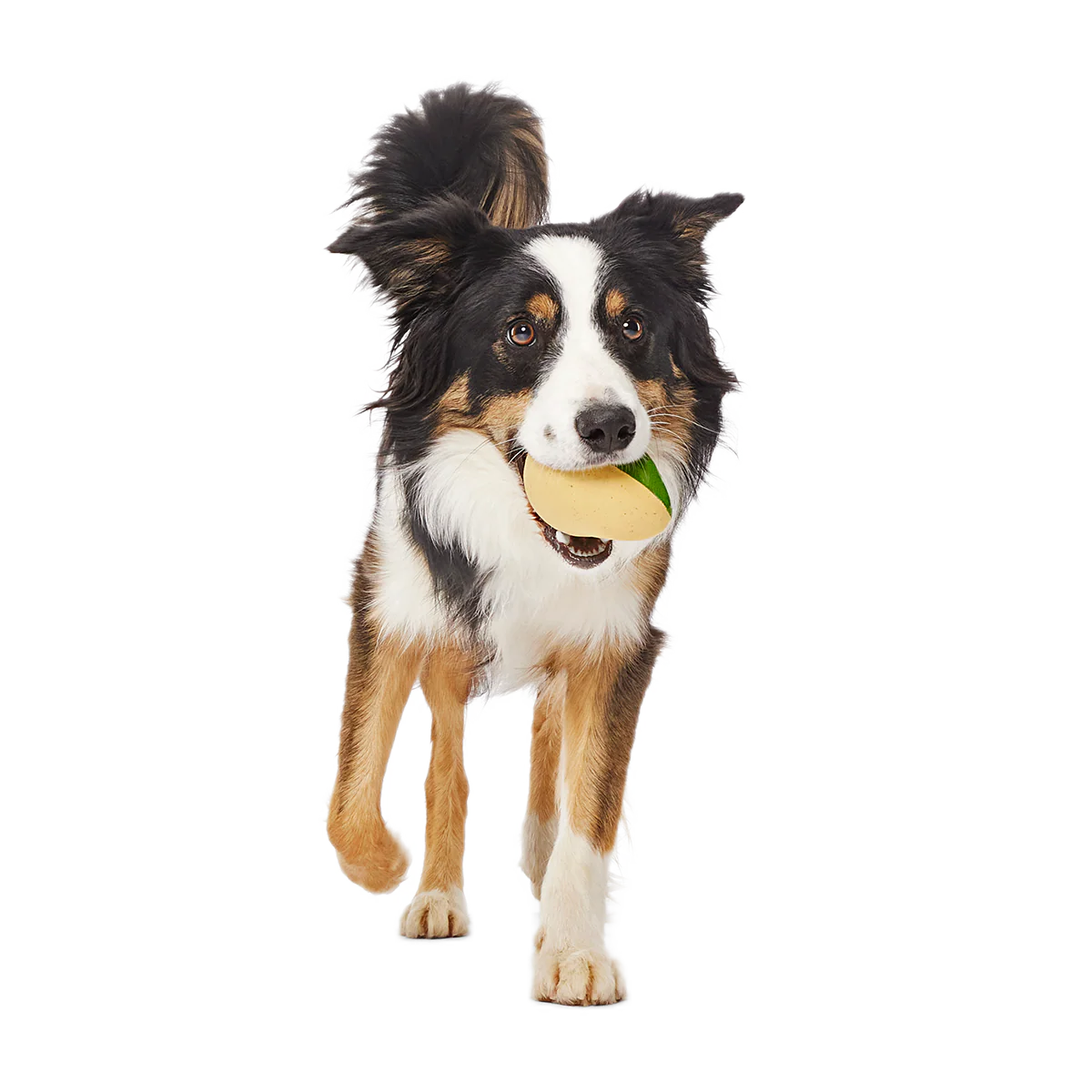 Jabba the Hut ™ Slobber Lobber Super Chewer Durable Fetch Dog Toy - Image 2