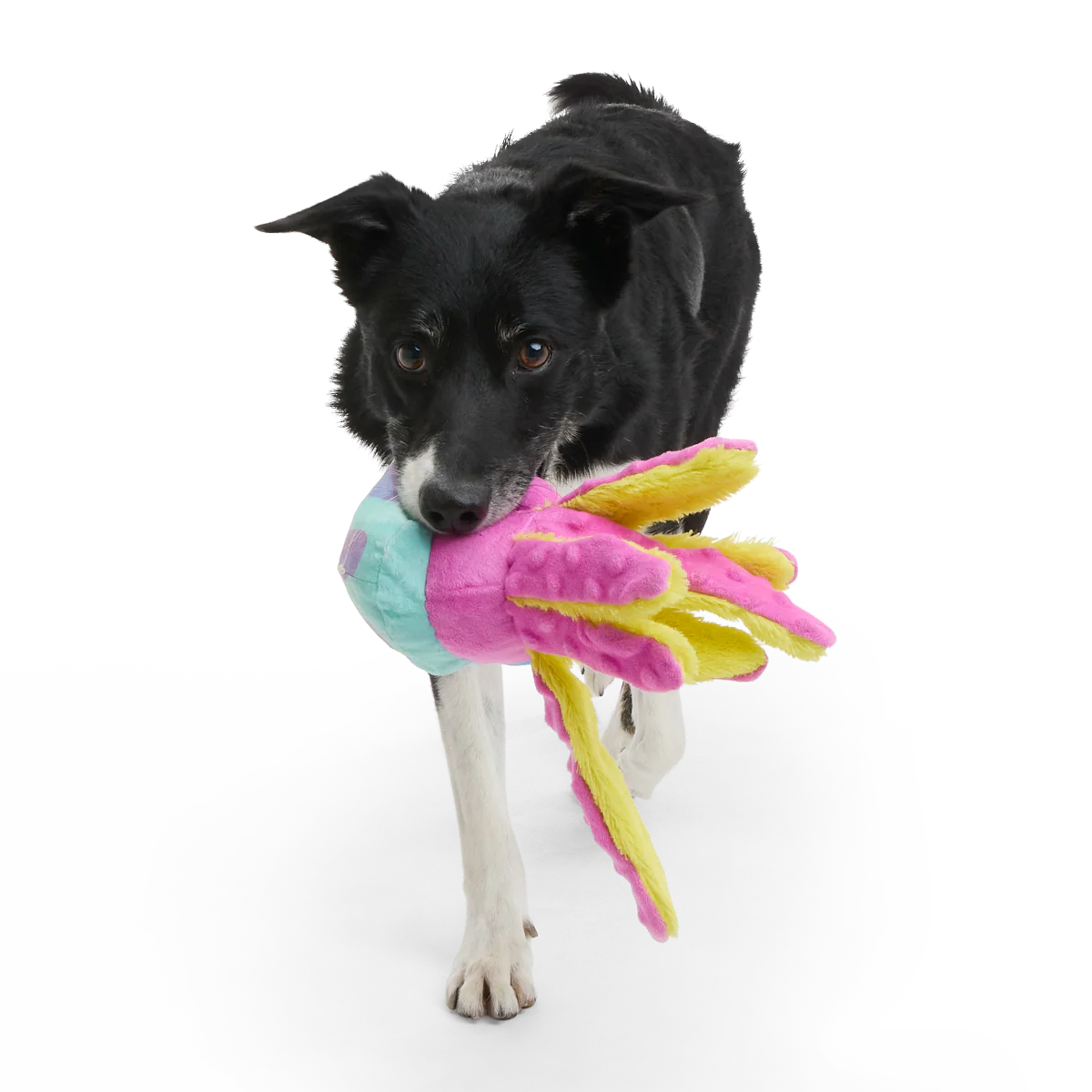 Jellysquish Plush Tug Dog Toy - Image 3