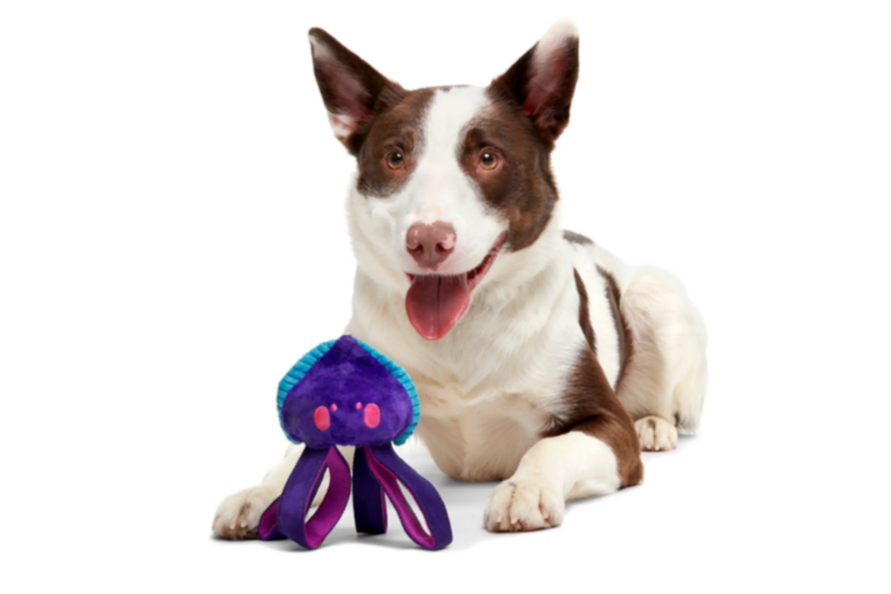 Karen Kraken Super Chewer Durable Tug Dog Toy - Image 5