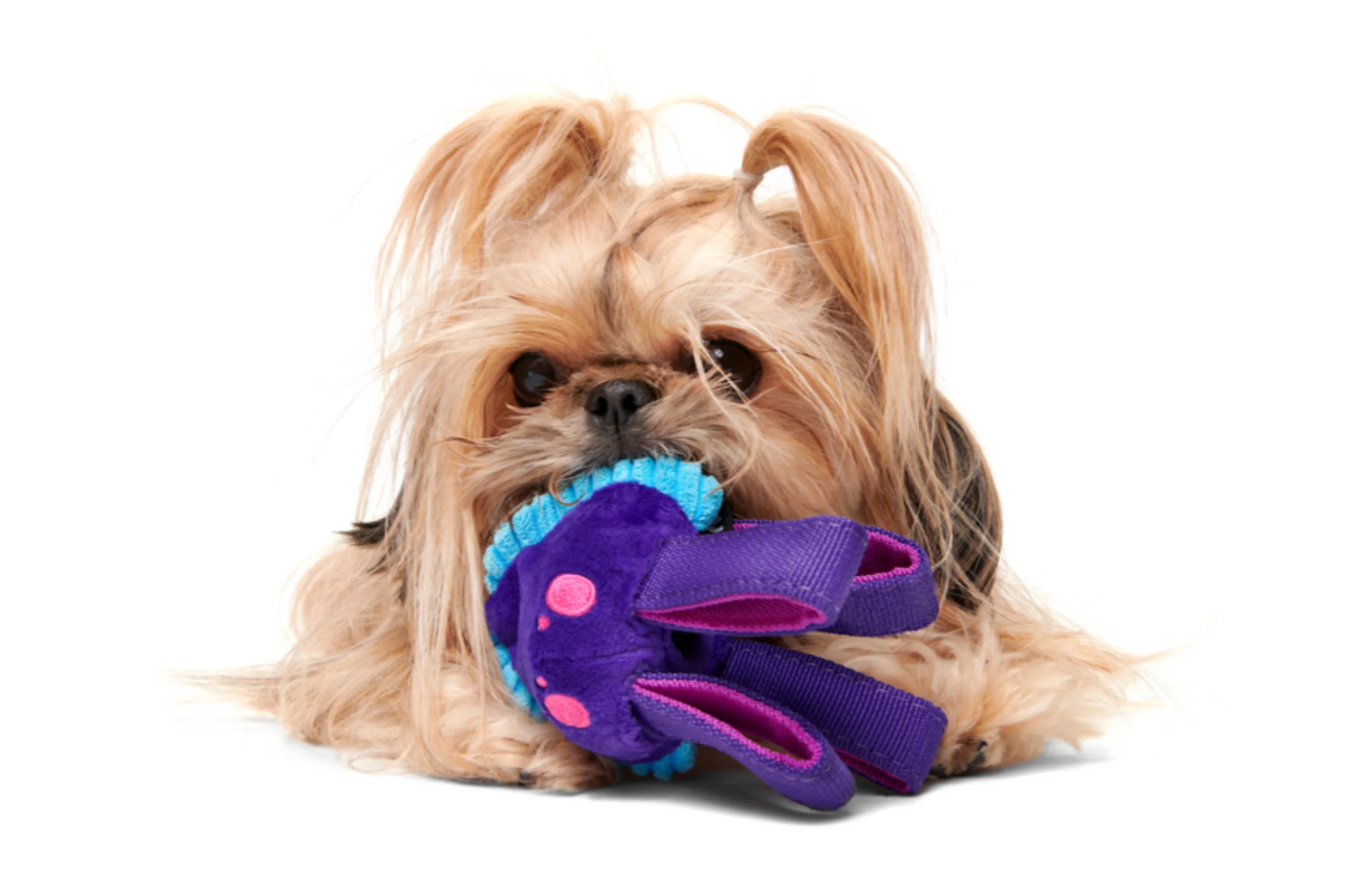 Karen Kraken Super Chewer Durable Tug Dog Toy - Image 6