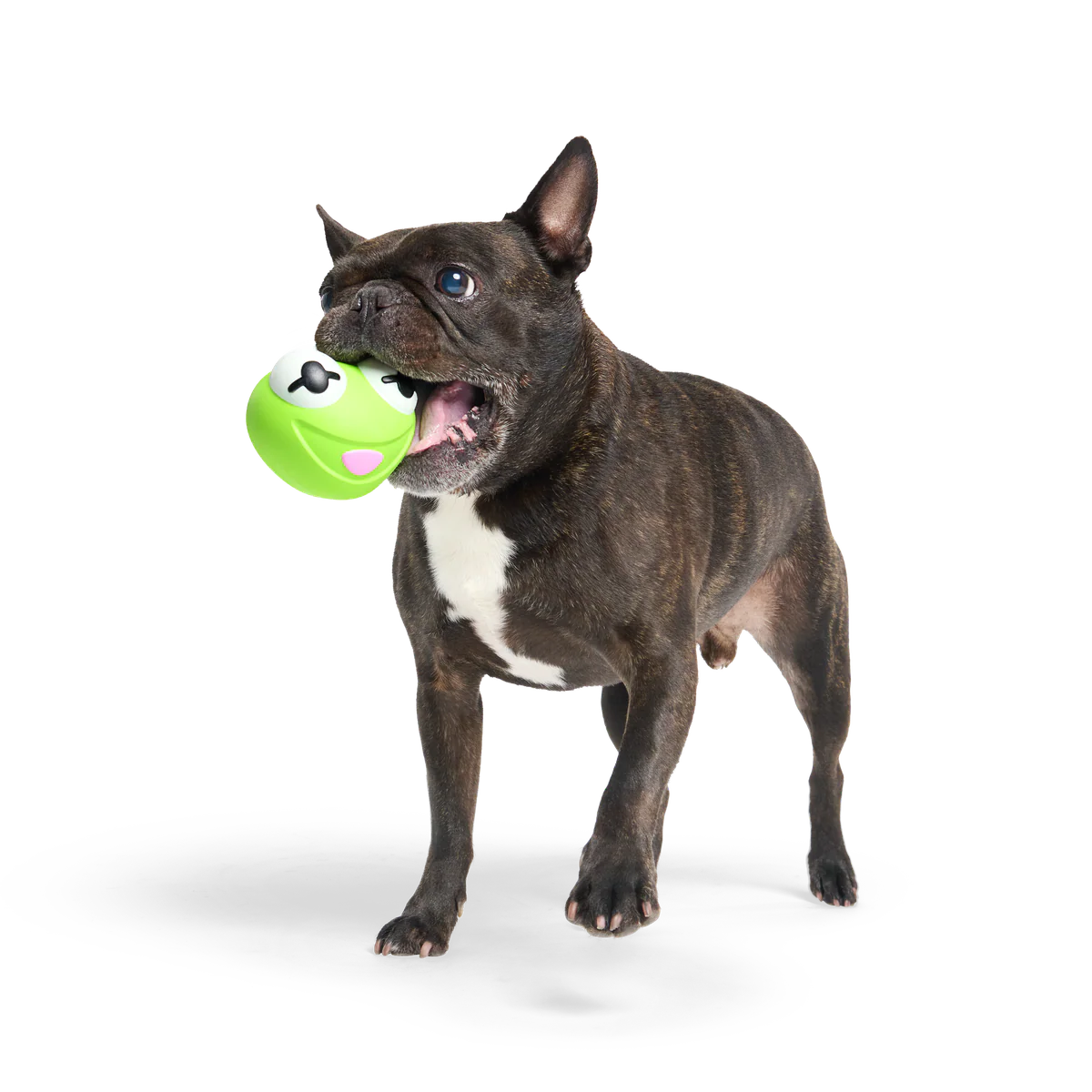 Kermit the Frog as “Bouncing Bob Catch-It" Durable Super Chewer Fetch Dog Toy - Image 3