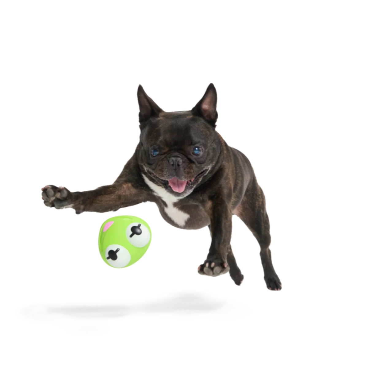 Kermit the Frog as “Bouncing Bob Catch-It" Durable Super Chewer Fetch Dog Toy - Image 4
