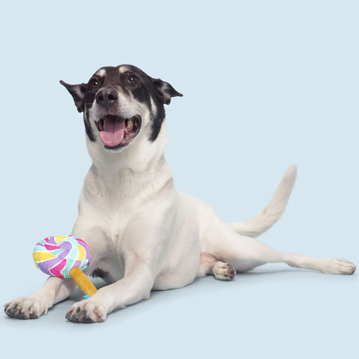 Lick-A-Lot Lollipop Plush Tug Dog Toy - Image 3