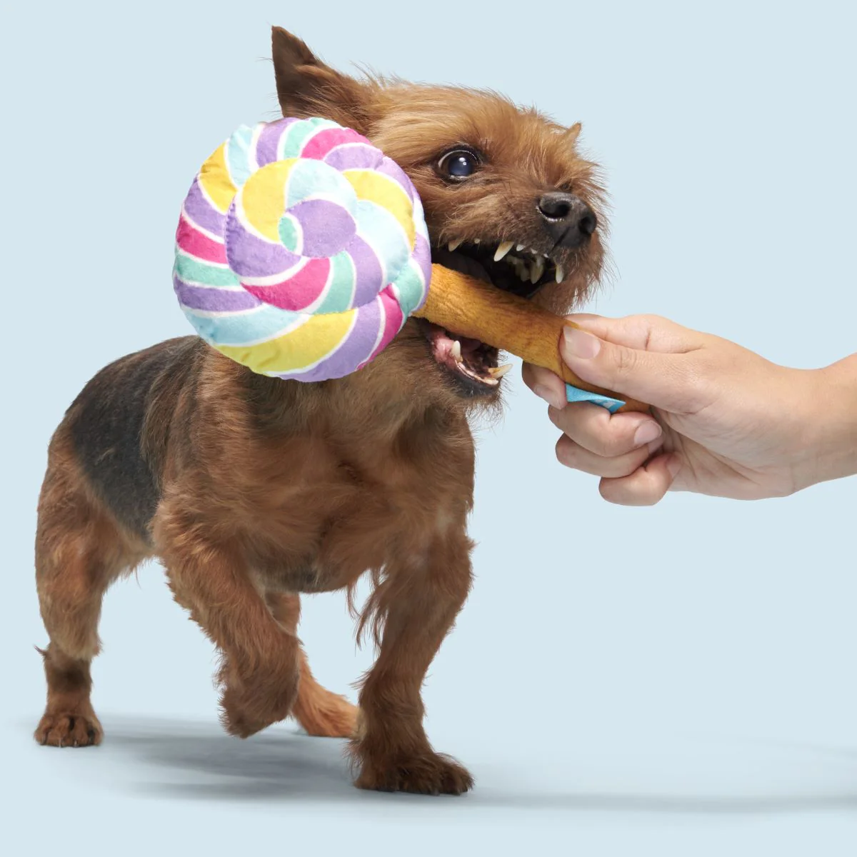 Lick-A-Lot Lollipop Plush Tug Dog Toy - Image 4