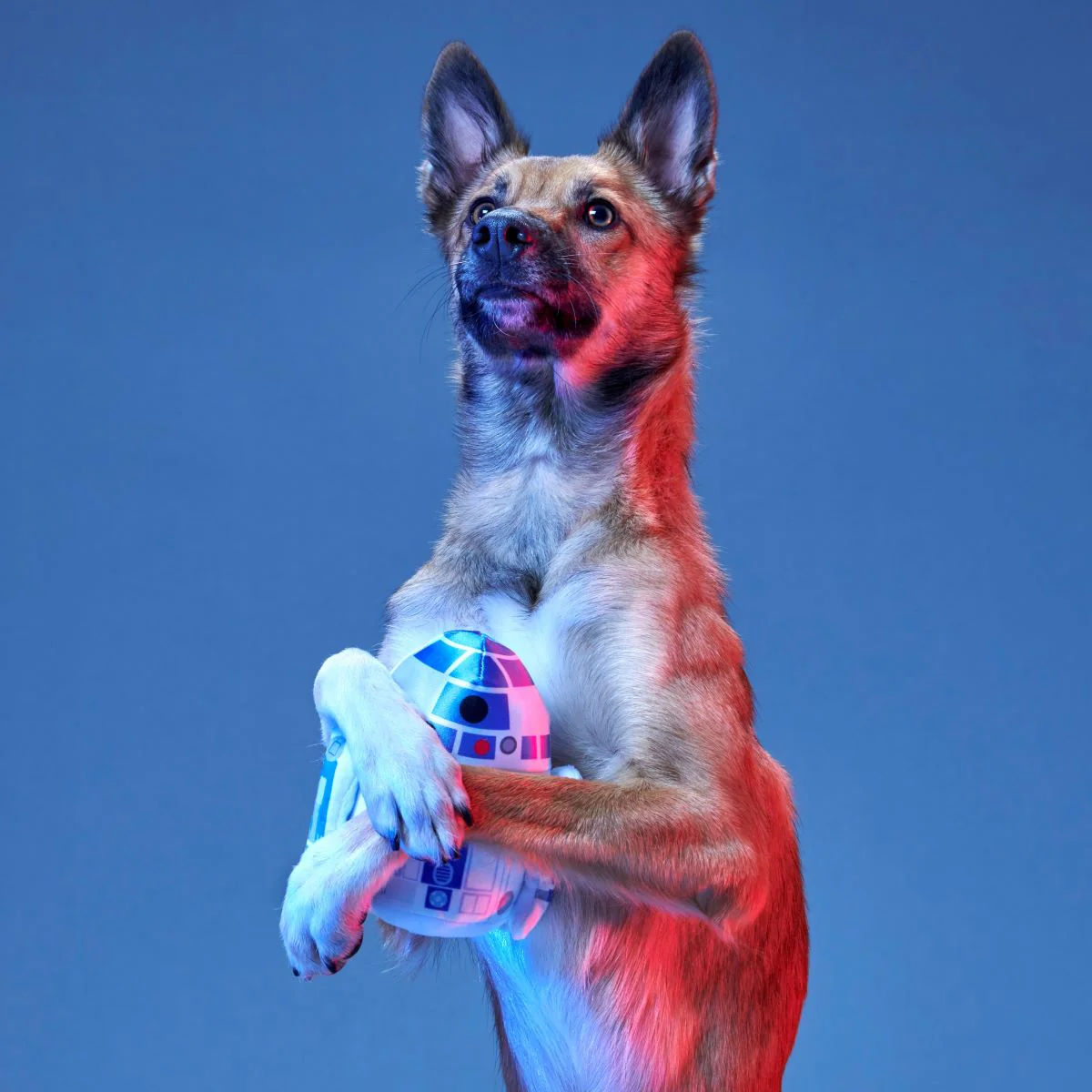 Light Side Star Wars™ Plush Bundle 2-in-1 + Tug Dog Toy - Image 6