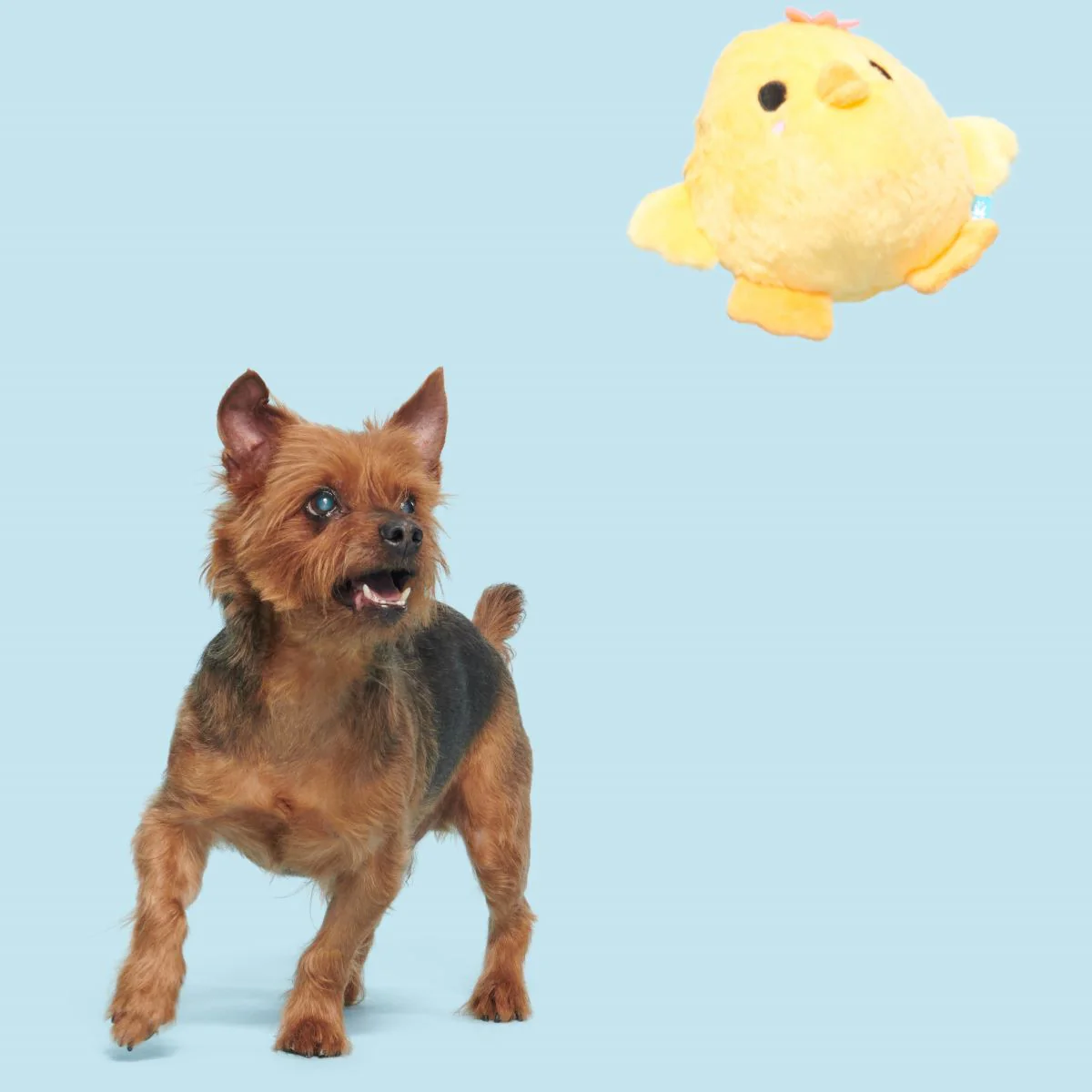 Lil' Hennifer Plush Fetch Dog Toy - Image 2