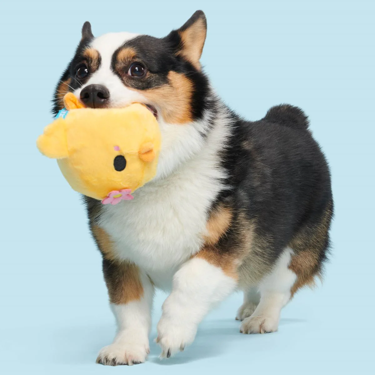 Lil' Hennifer Plush Fetch Dog Toy - Image 3