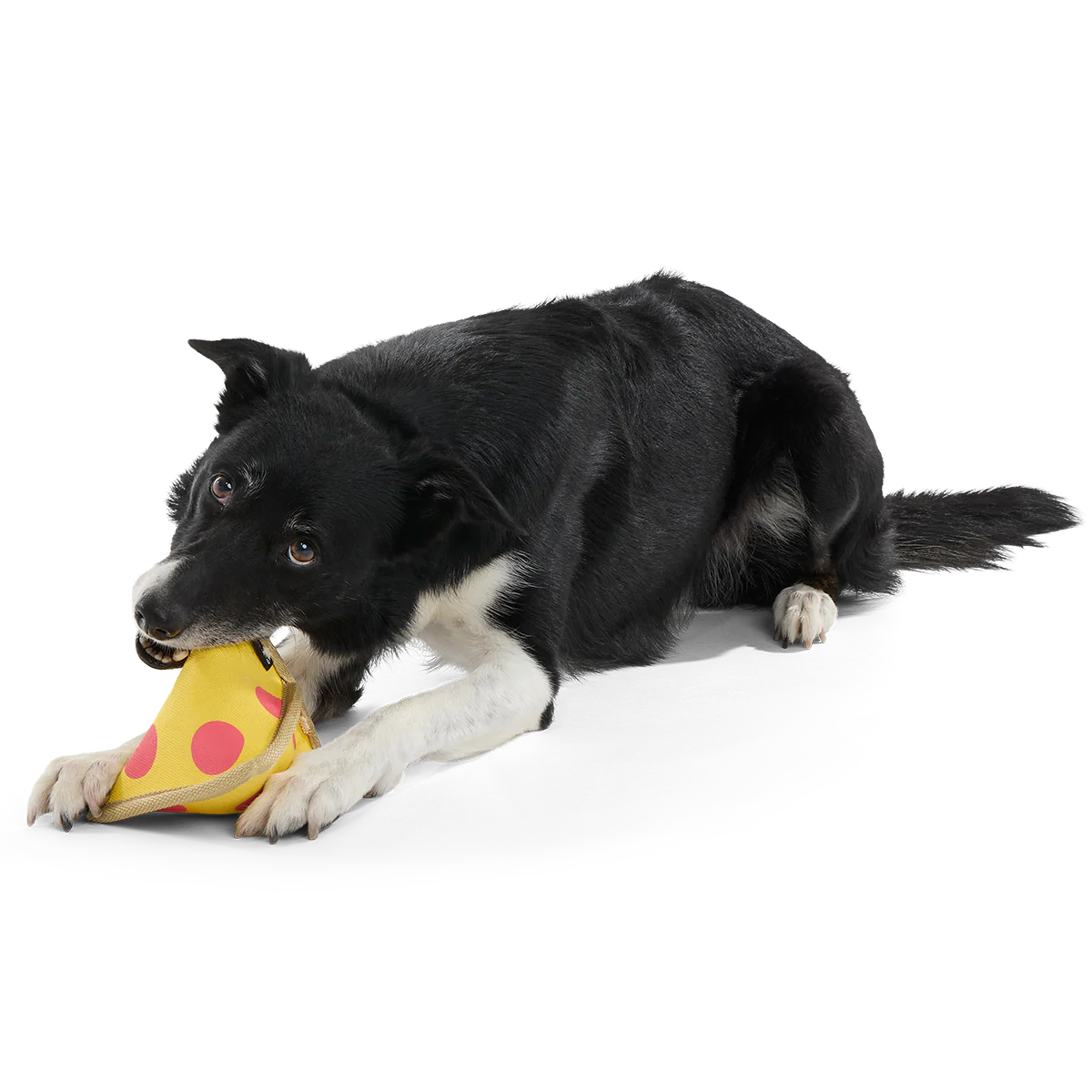 Lil Squeaker's Pizza Super Chewer Durable 2-in-1 Fetch Dog Toy - Image 6