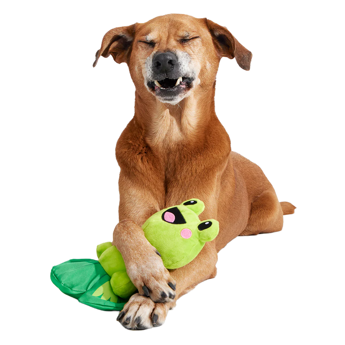 Lily Pal Plush Tug Dog Toy - Image 3