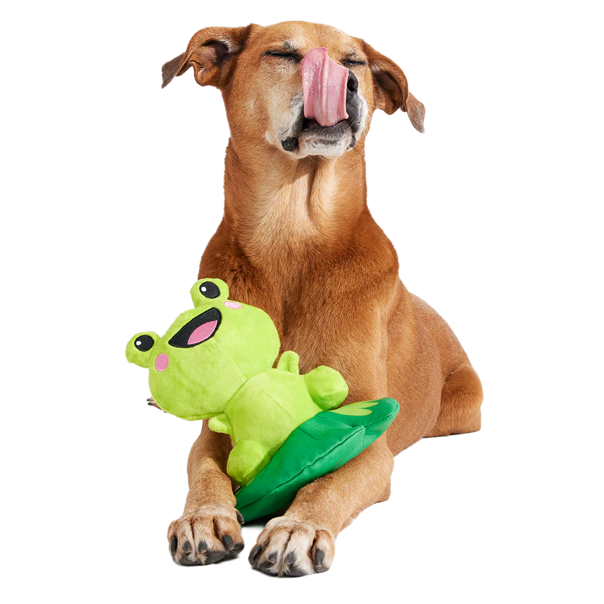 Lily Pal Plush Tug Dog Toy - Image 4