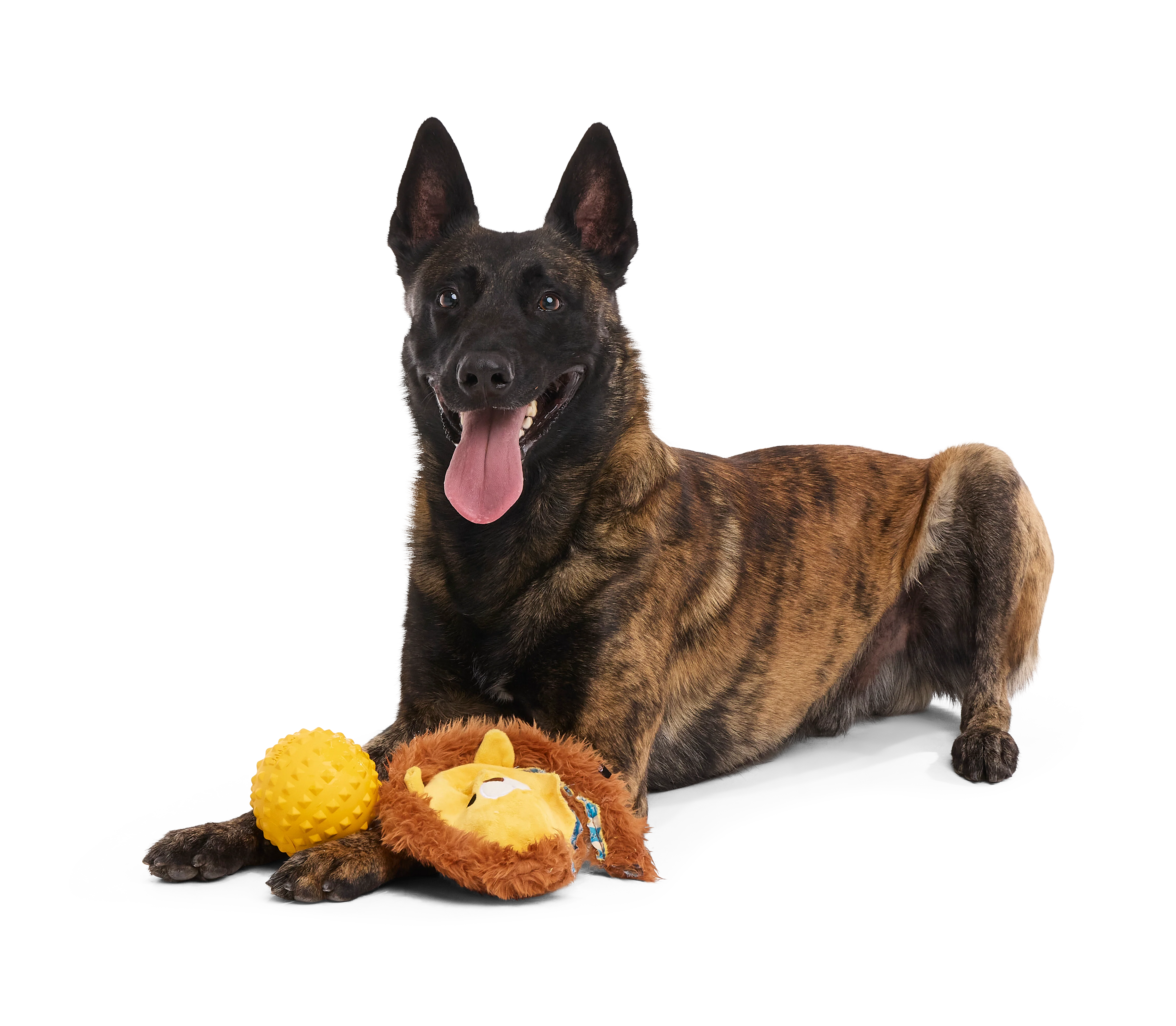 Lionel Lion Durable Super Chewer 2-in-1 Rip and Reveal + Fetch Dog Toy - Image 3