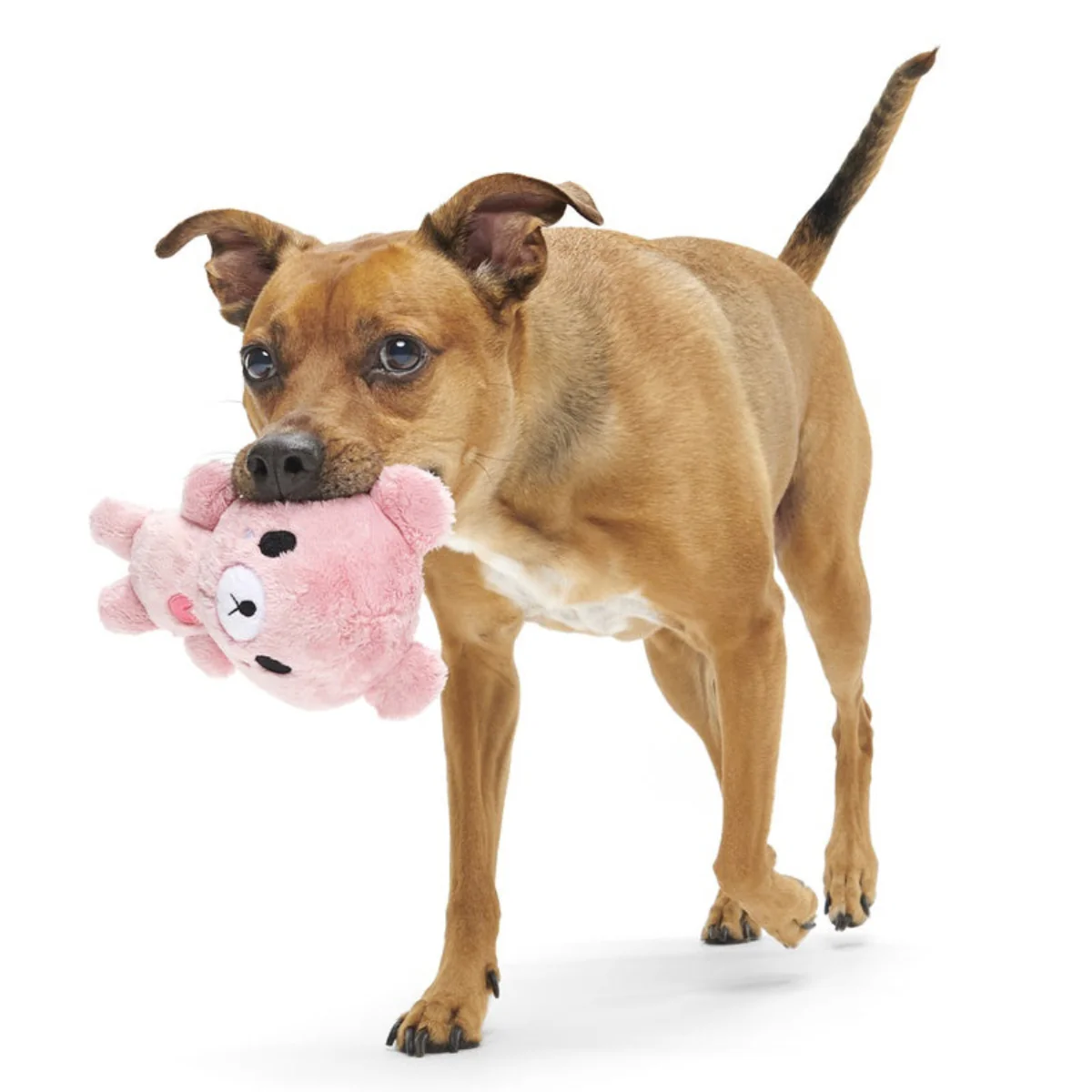 Lover Bear Plush Dog Toy - Image 3