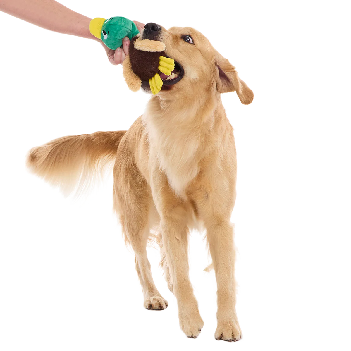 Mal R. Duck Plush Tug Dog Toy - Image 2