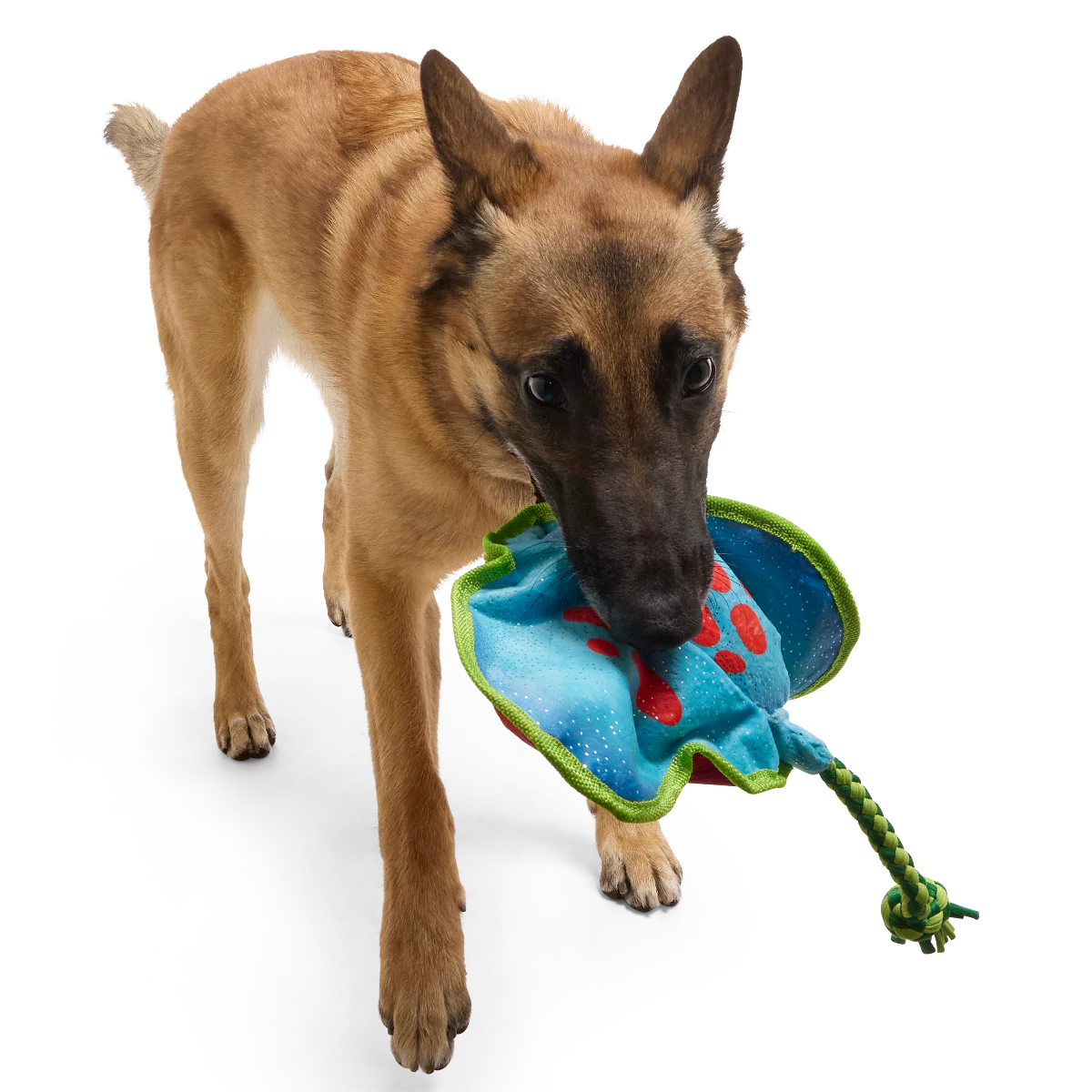 Manny Ray Plush Tug Dog Toy - Image 2