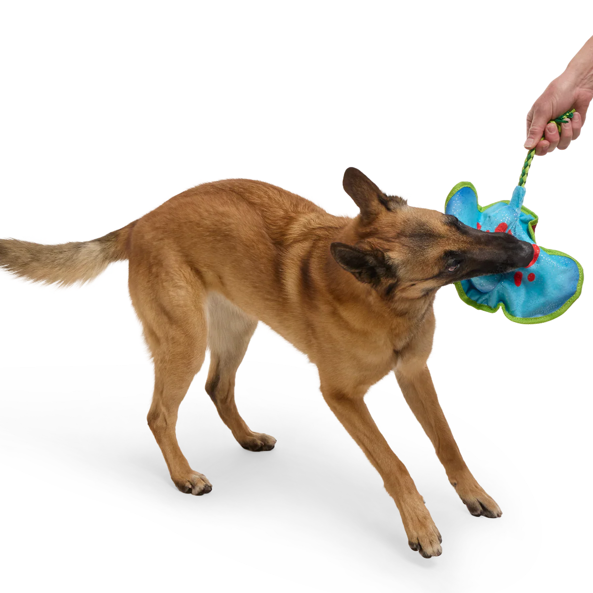Manny Ray Plush Tug Dog Toy - Image 6