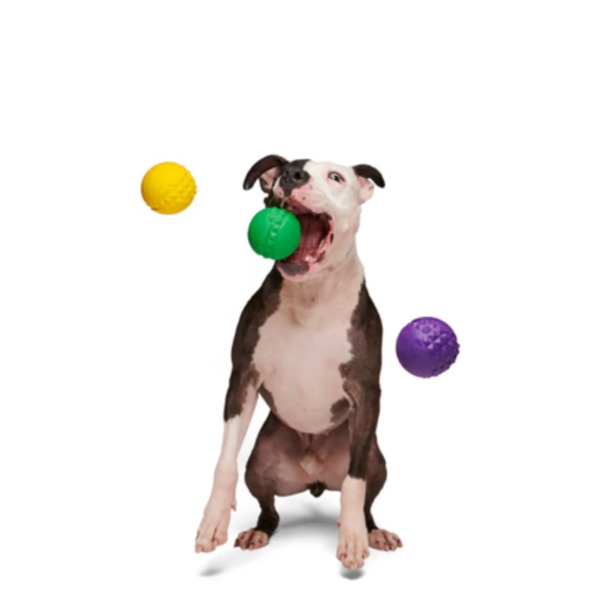 Mardi Growl Beads Durable Super Chewer Dog Toy - Image 3