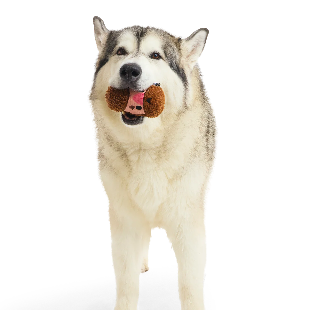 Mean Mad Marv Durable Super Chewer Dog Toy - Image 5