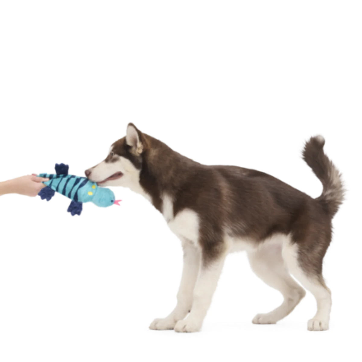 Megalania Meg Plush Dog Toy - Image 3