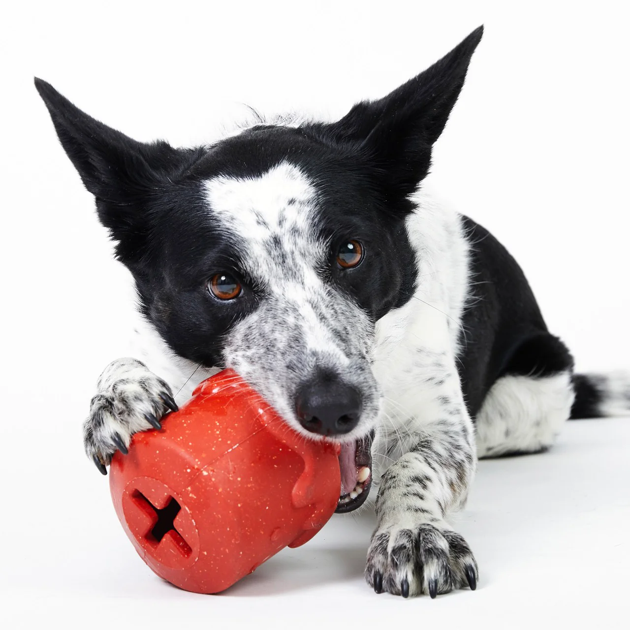 Meghan’s Mug of Cocoa Super Chewer Durable Enrichment Dog Toy - Image 3