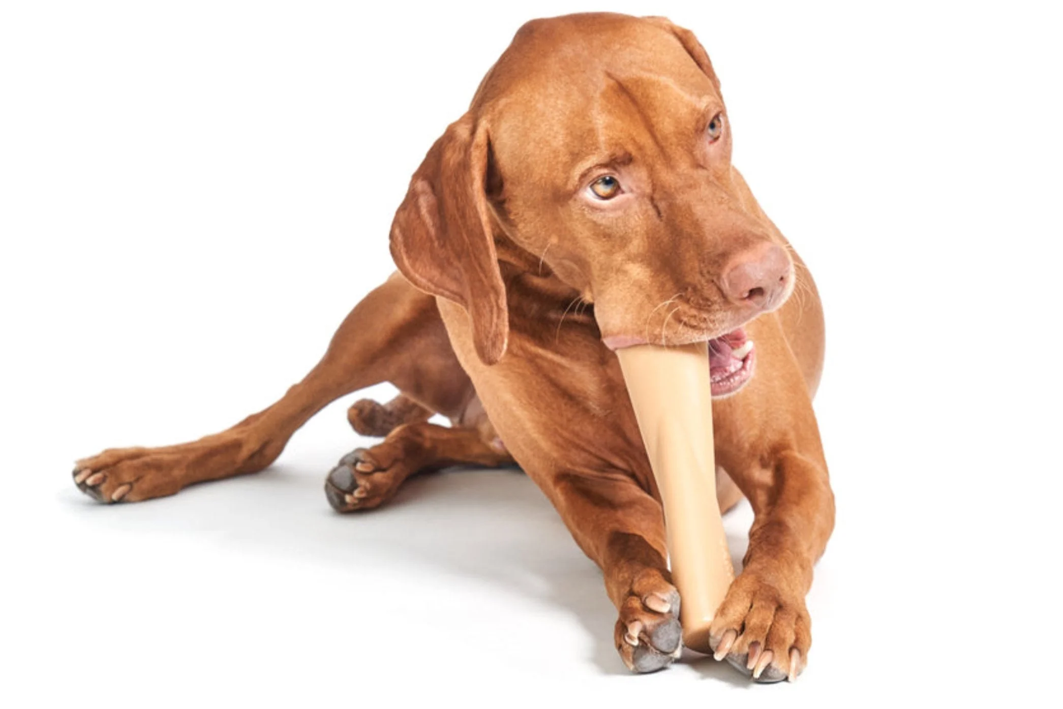 Mighty Bone Peanut Butter Super Chewer Durable Gnaw Dog Toy - Image 3