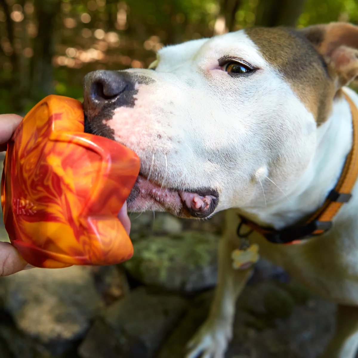 Mighty Maple Leaf Durable Super Chewer Gnaw Dog Toy - Image 3