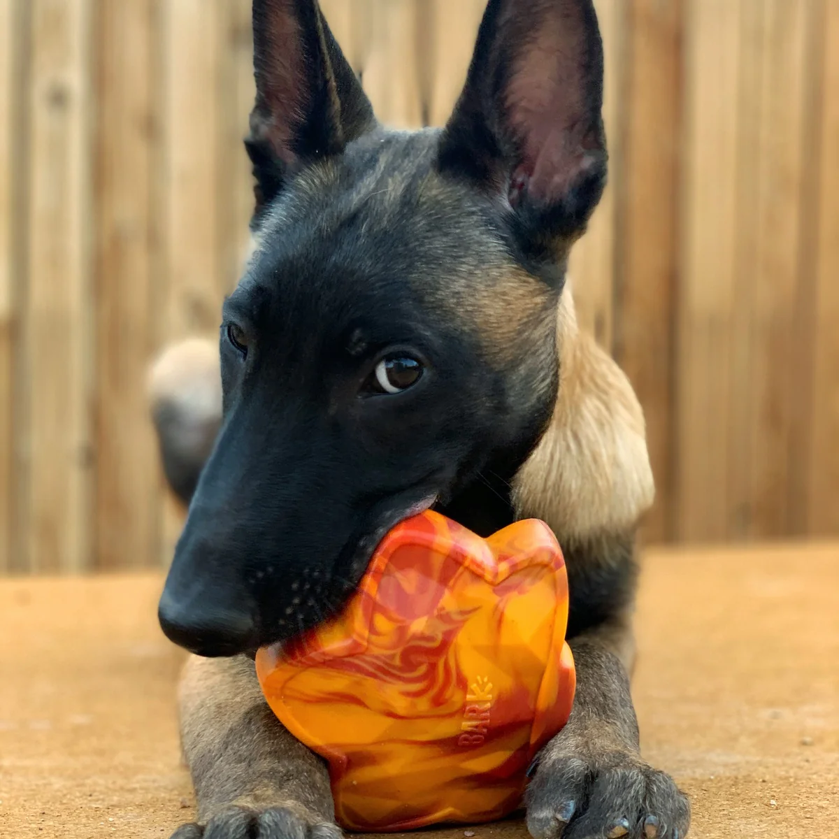 Mighty Maple Leaf Durable Super Chewer Gnaw Dog Toy - Image 5