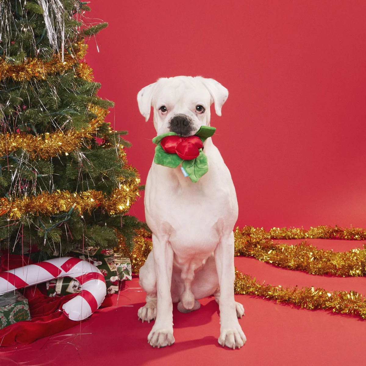 Mistletug Plush Tug Dog Toy - Image 5