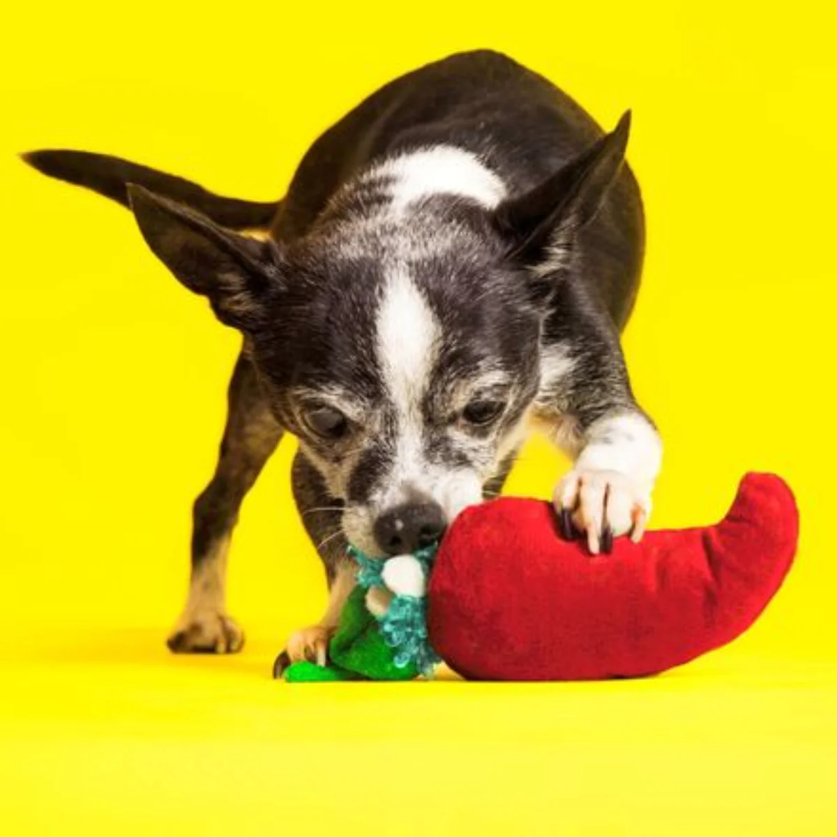 Muy Caliente Jalapeno Plush Tug Dog Toy - Image 3