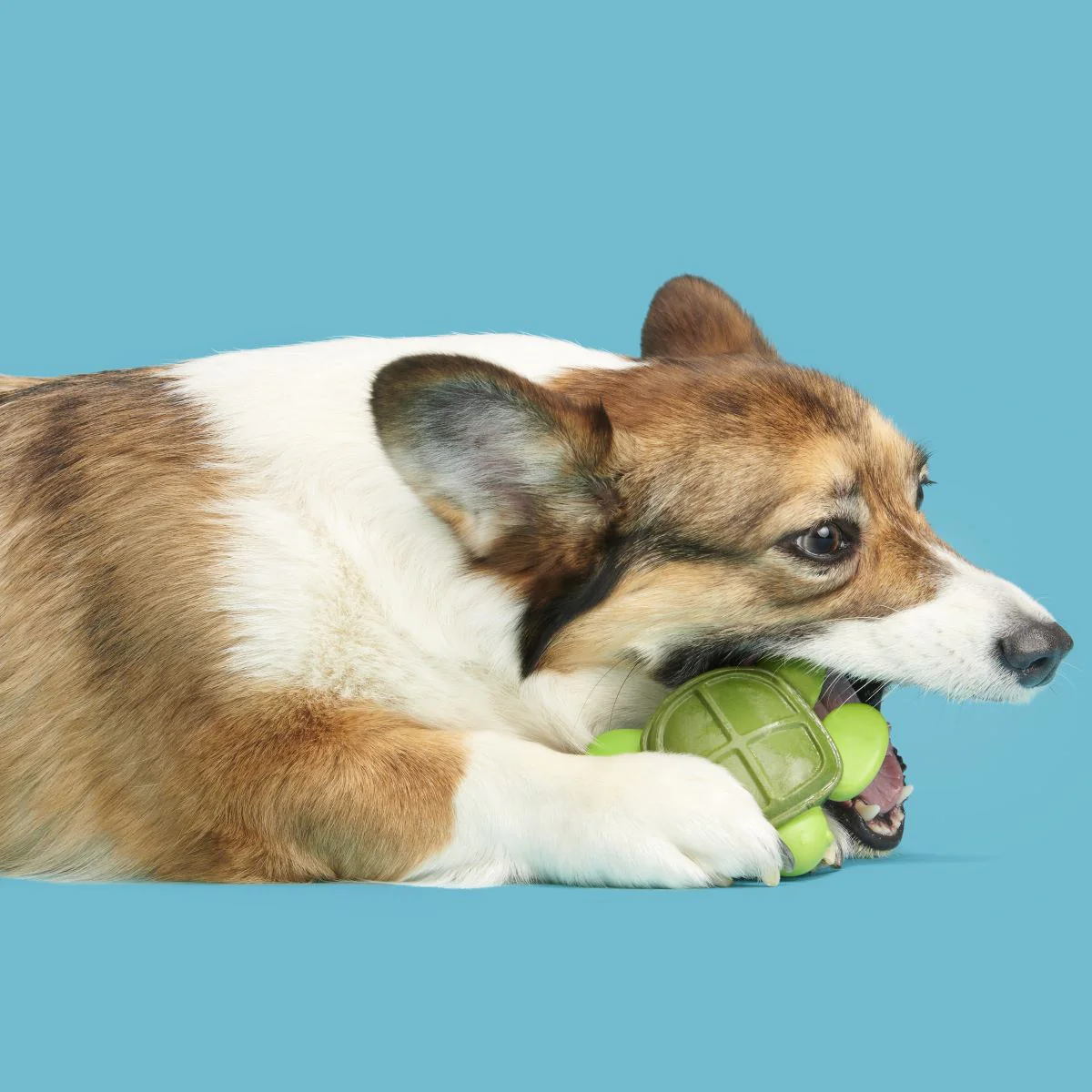 Myrtle Sea Turtle Super Chewer Durable Gnaw Dog Toy - Image 2