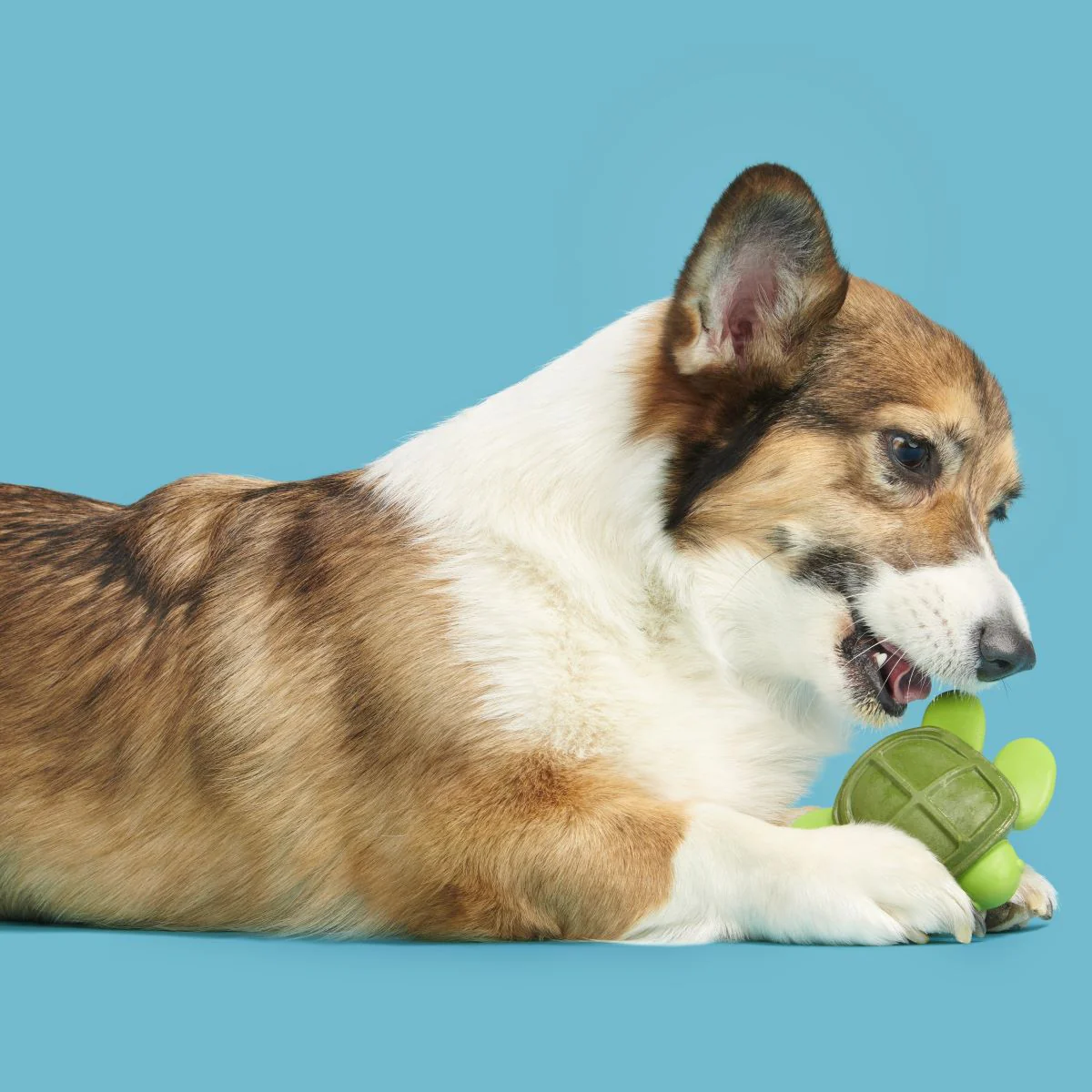 Myrtle Sea Turtle Super Chewer Durable Gnaw Dog Toy - Image 3